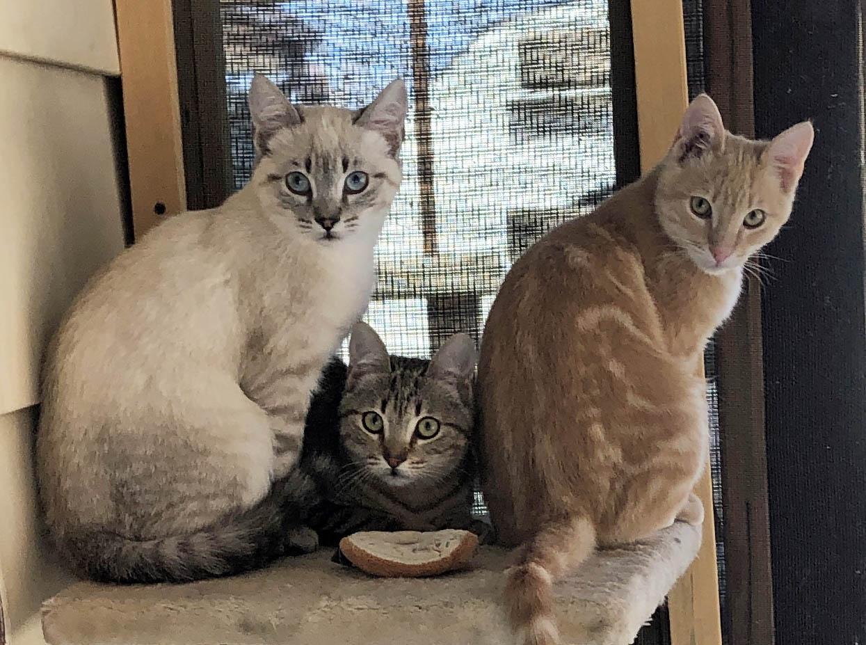 Enlarge Mezcal, a Adoptable mixed breed in Prescott, AZ image 3/4