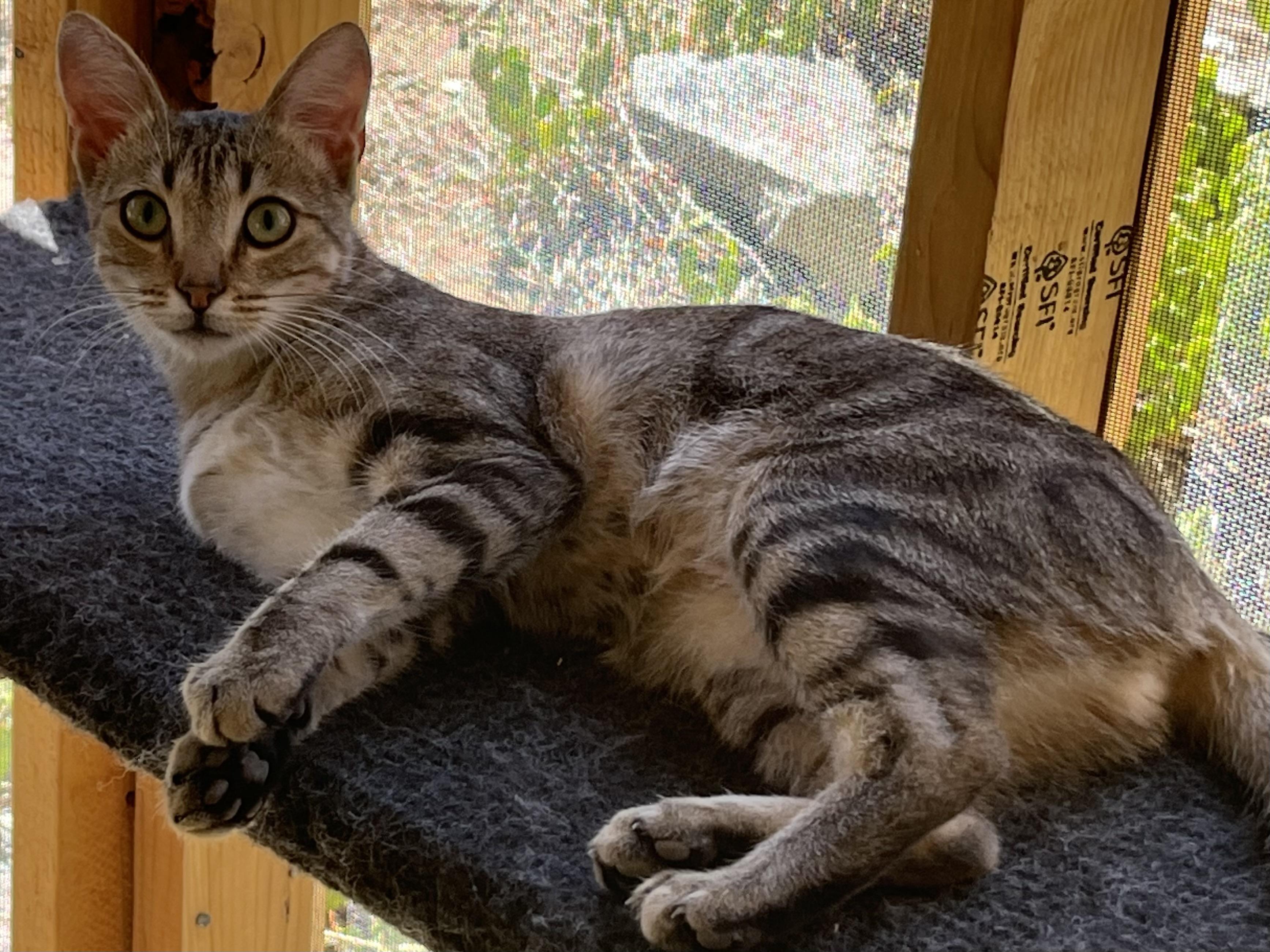 Enlarge Mezcal, a Adoptable mixed breed in Prescott, AZ image 4/4