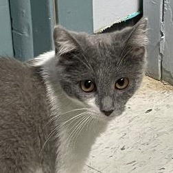 Midge, an adopted Domestic Medium Hair in Spencer, IN image 1/3