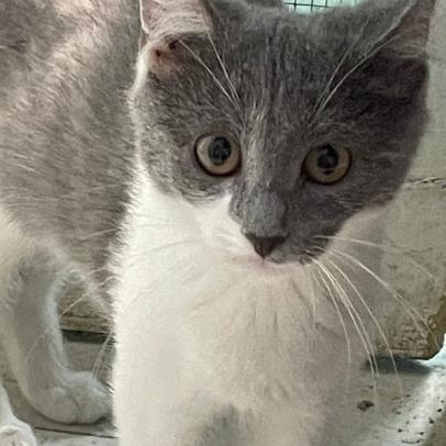 Midge, an adopted Domestic Medium Hair in Spencer, IN image 3/3