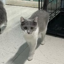 Midge, an adopted Domestic Medium Hair in Spencer, IN image 2/3