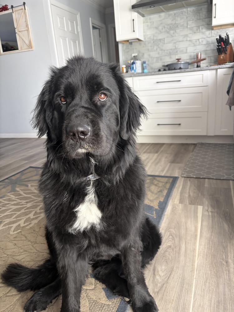 Meadow, Adoptable, Young Female Newfoundland Dog.
