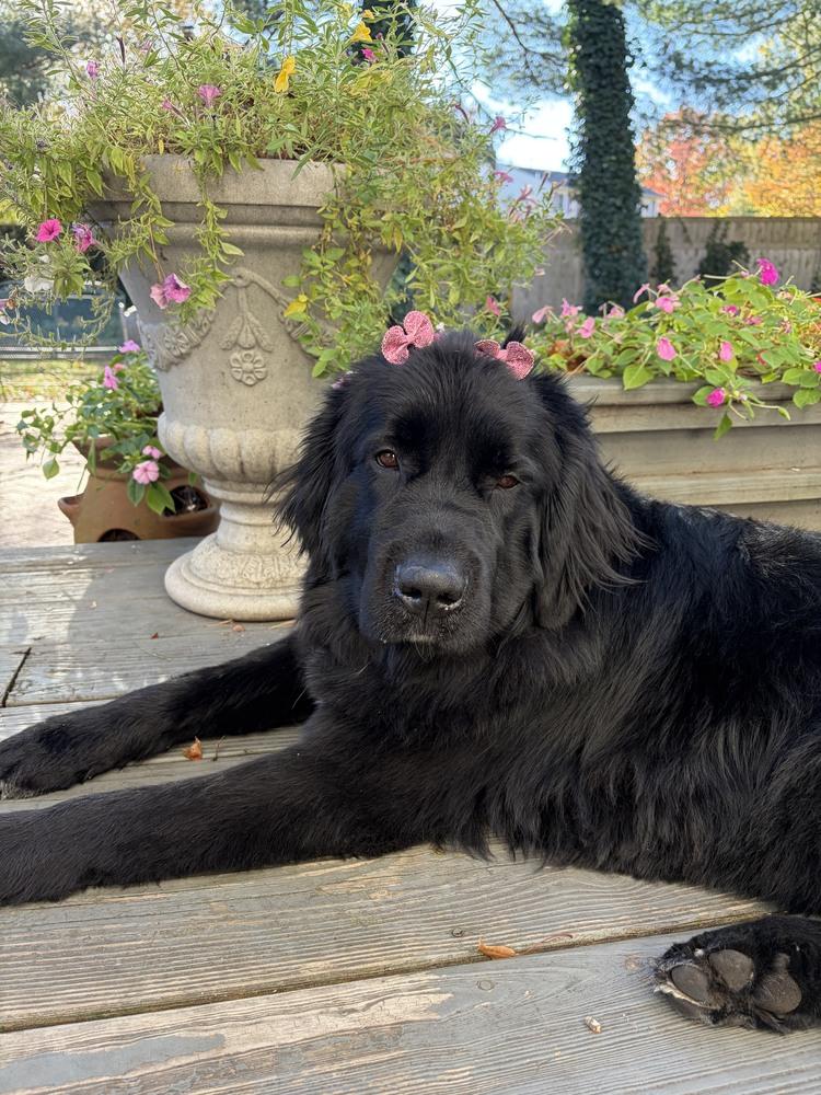 Enlarge Meadow, a Adoptable Newfoundland Dog in Gales Ferry, CT image 2/6