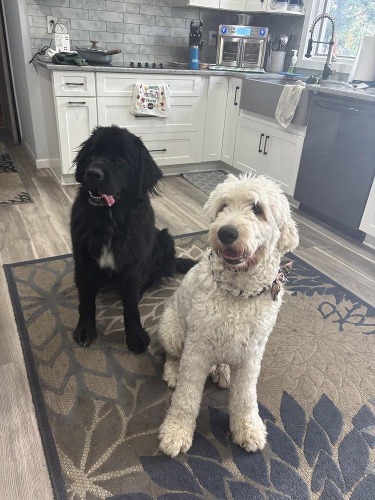 Enlarge Meadow, a Adoptable Newfoundland Dog in Gales Ferry, CT image 3/6