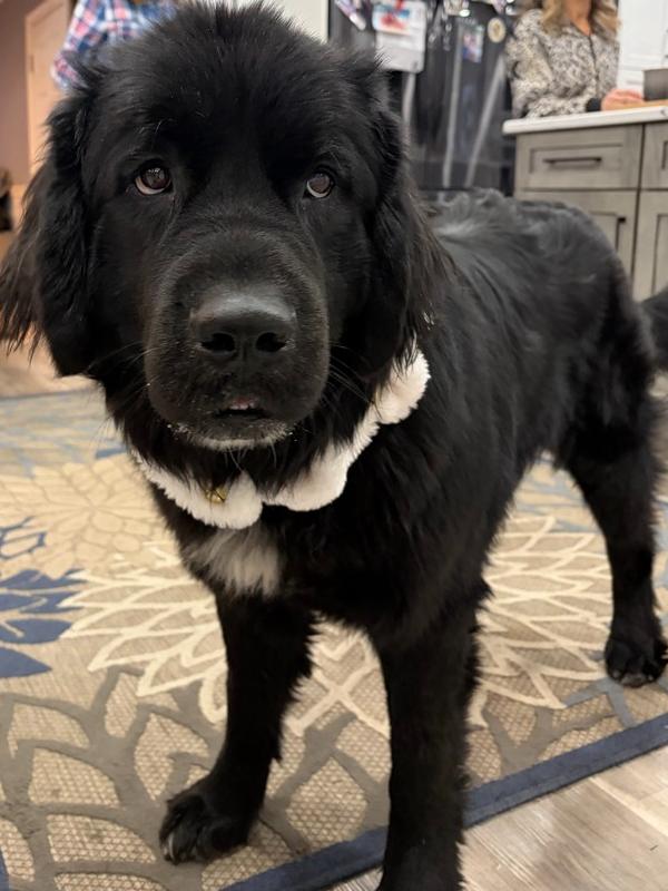 Enlarge Meadow, a Adoptable Newfoundland Dog in Gales Ferry, CT image 5/6