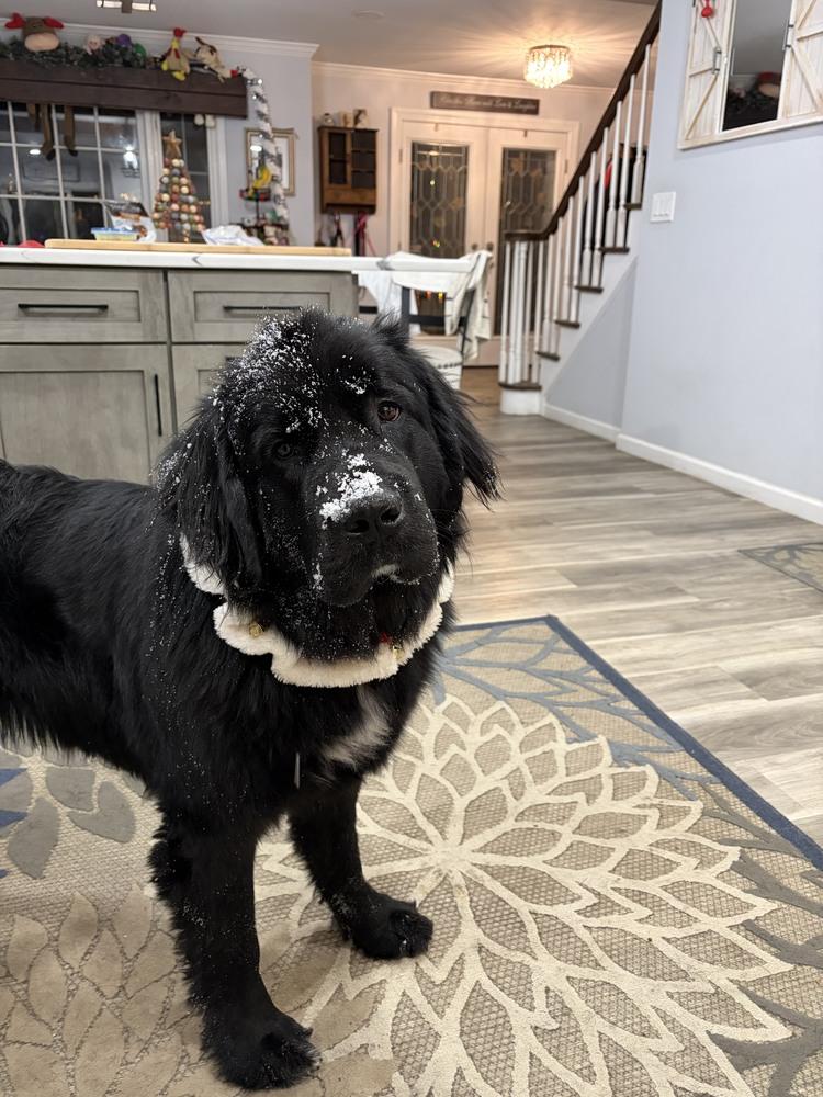 Enlarge Meadow, a Adoptable Newfoundland Dog in Gales Ferry, CT image 6/6