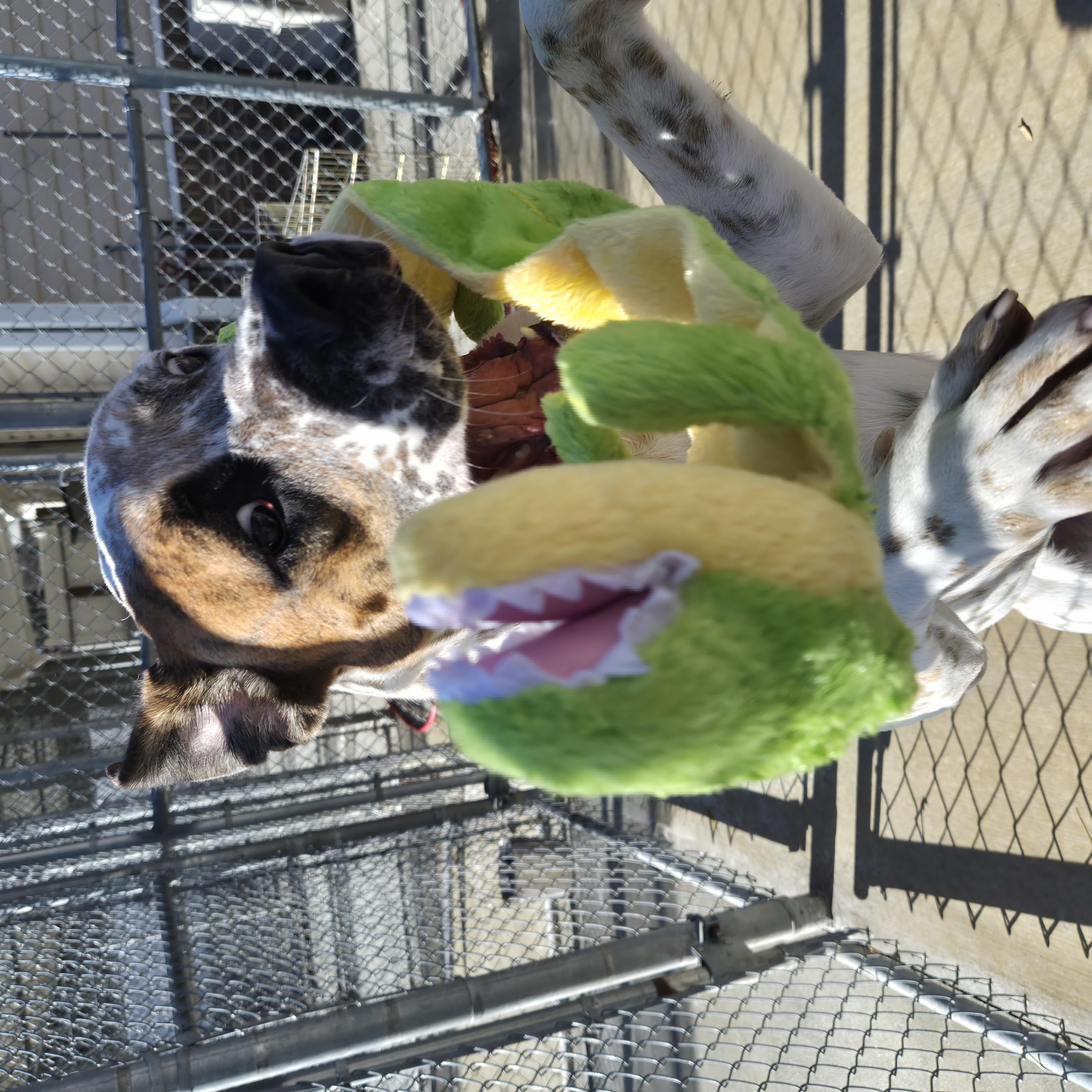 Enlarge Max, a Adoptable mixed breed in Cornelius, NC image 5/6