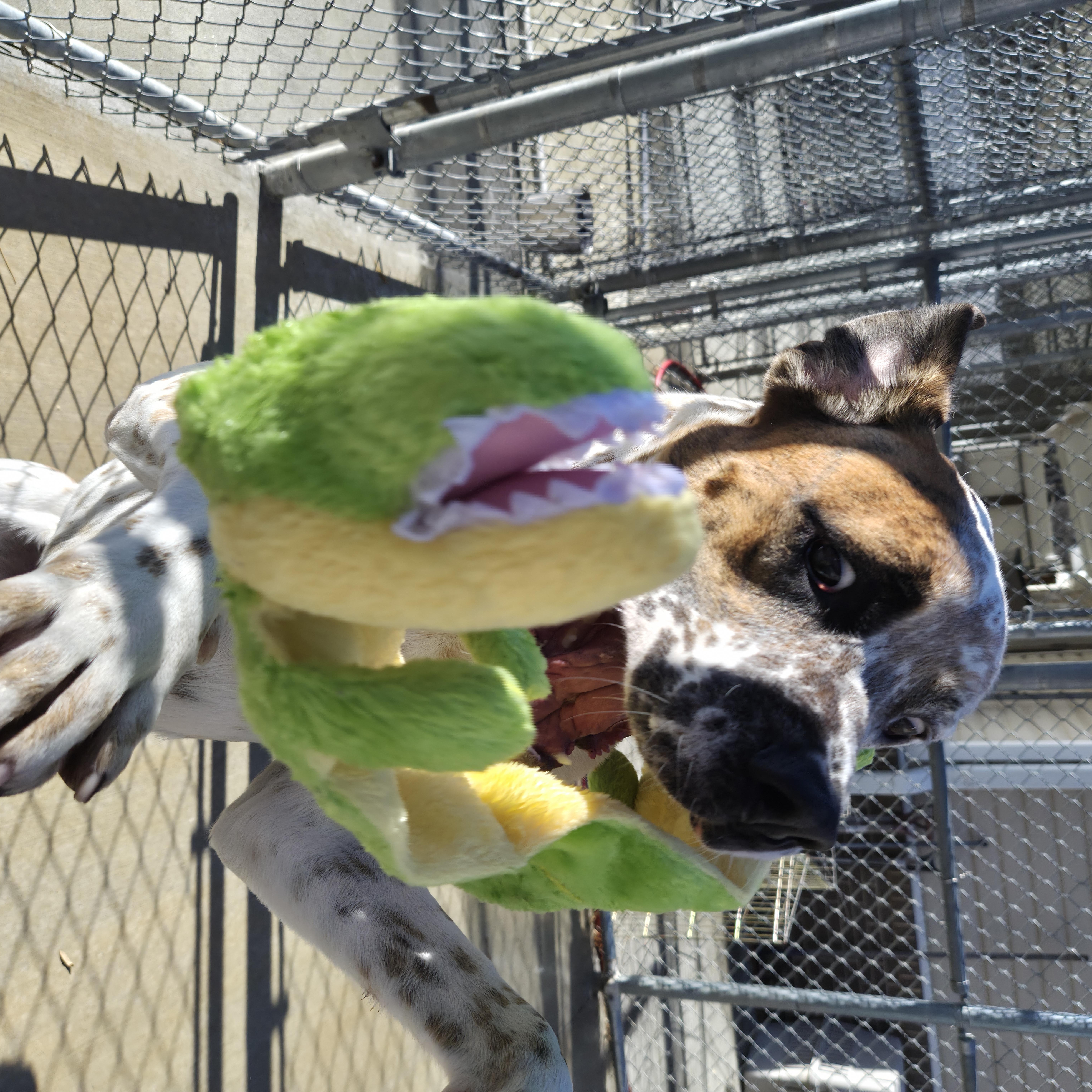 Enlarge Max, a Adoptable mixed breed in Cornelius, NC image 3/6