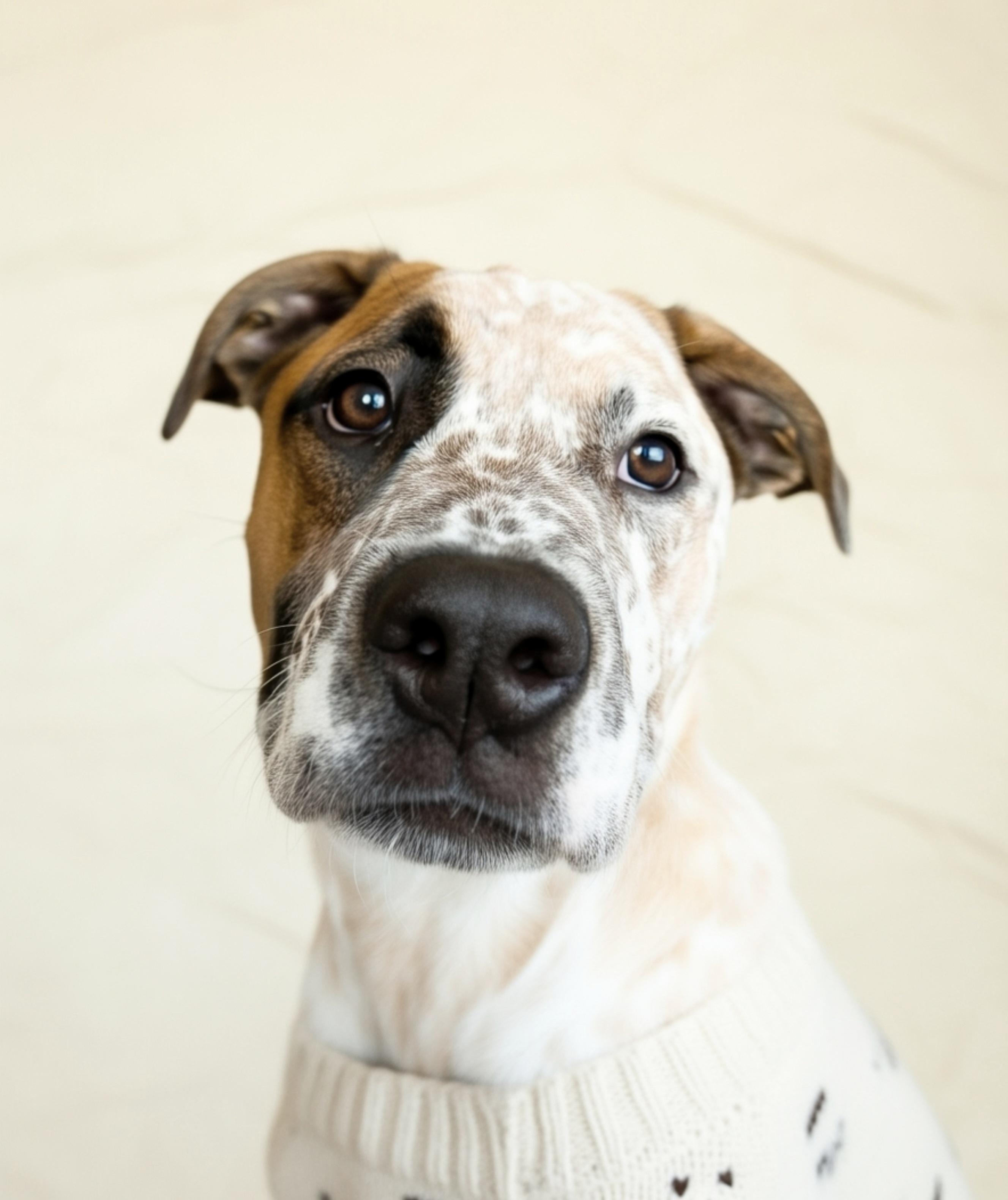 Enlarge Max, a Adoptable mixed breed in Cornelius, NC image 2/6