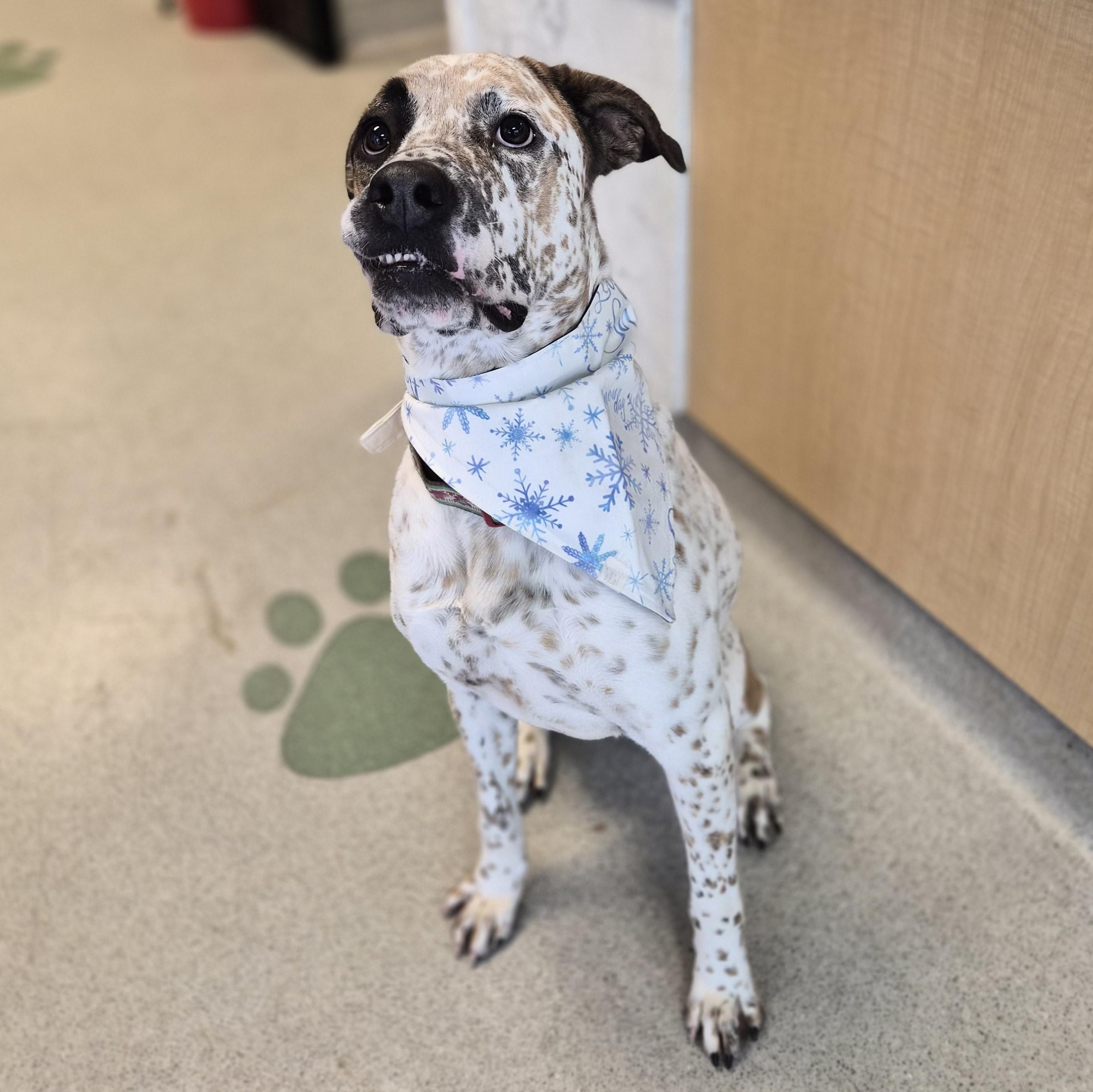 Enlarge Max, a Adoptable mixed breed in Cornelius, NC image 1/6
