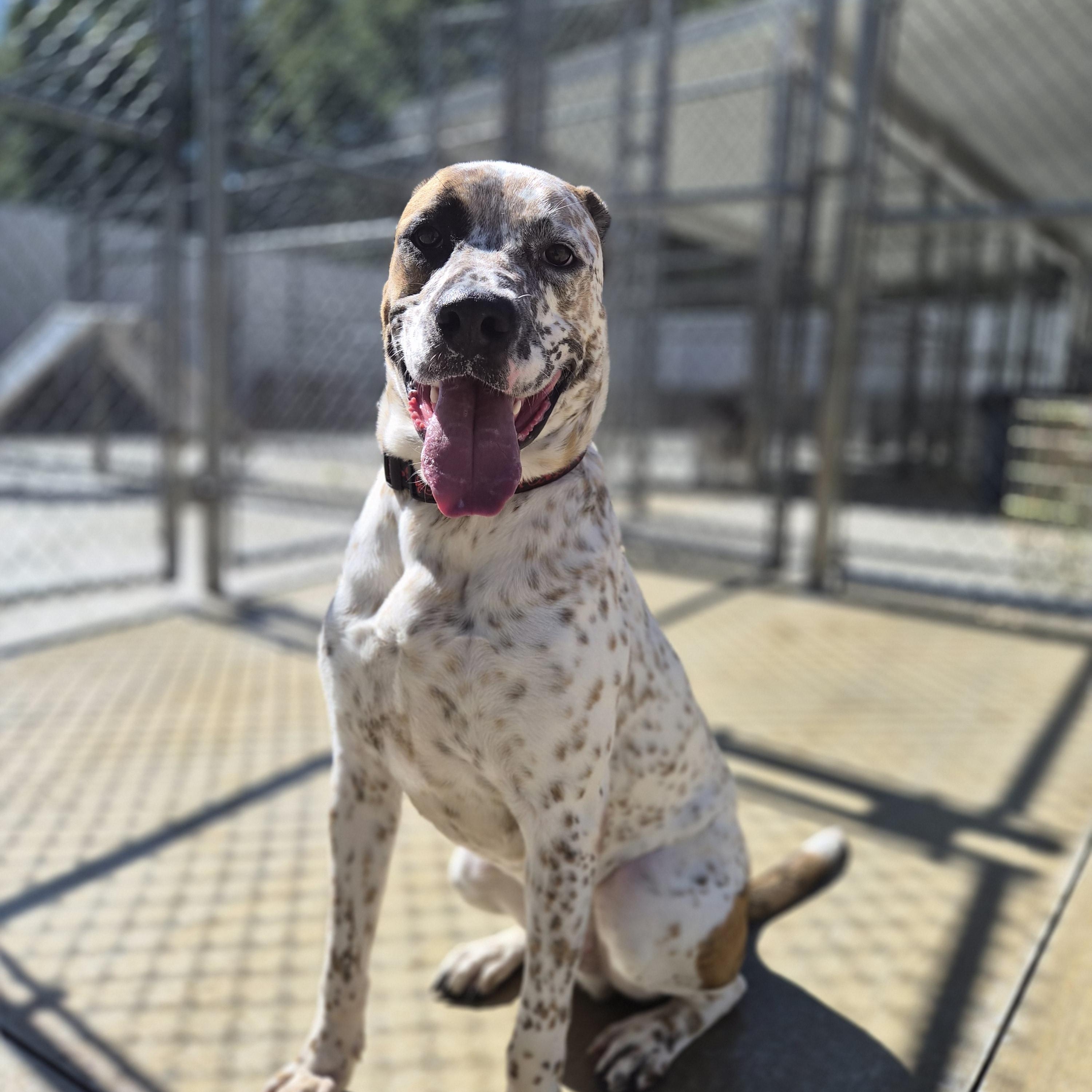 Enlarge Max, a Adoptable mixed breed in Cornelius, NC image 5/6