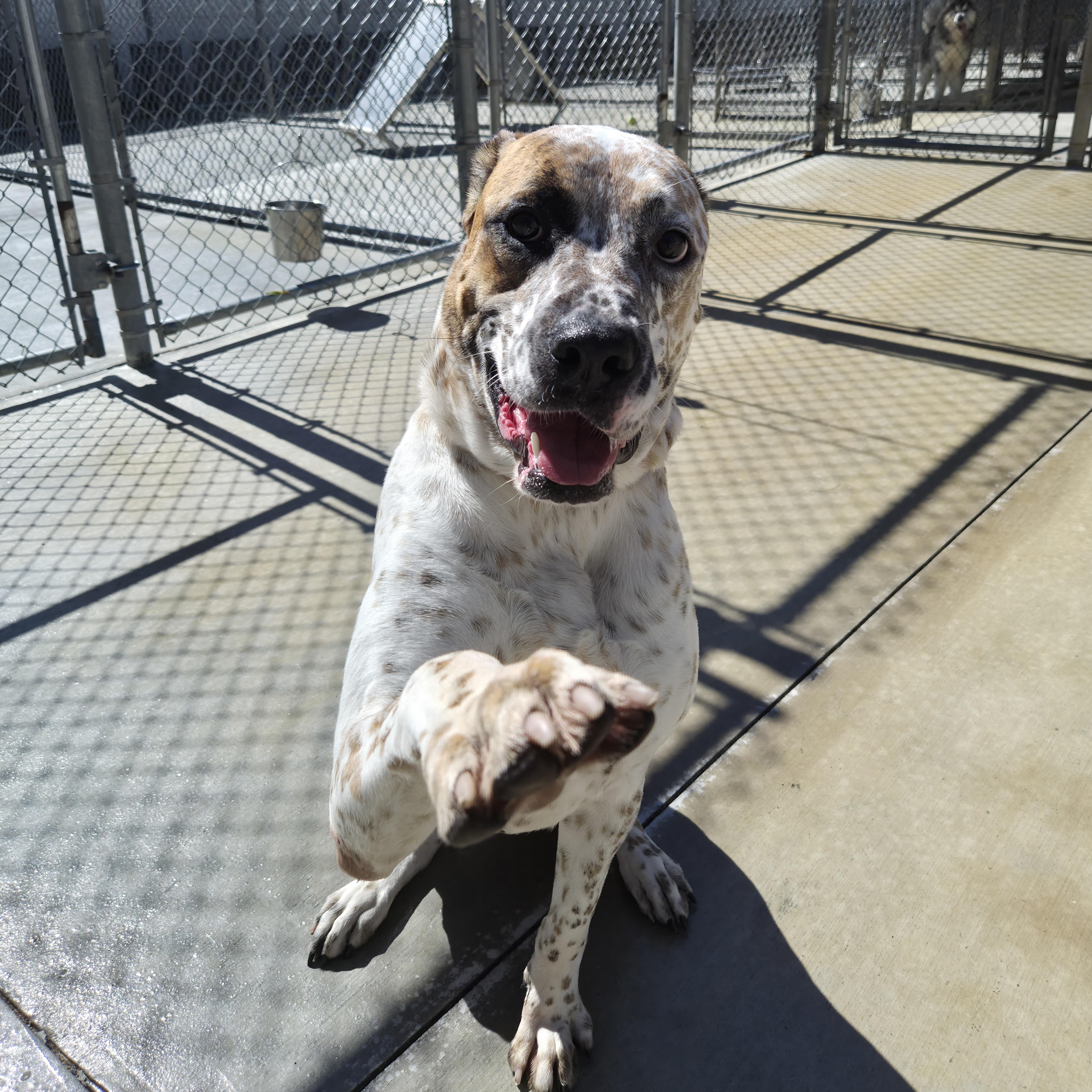 Enlarge Max, a Adoptable mixed breed in Cornelius, NC image 6/6
