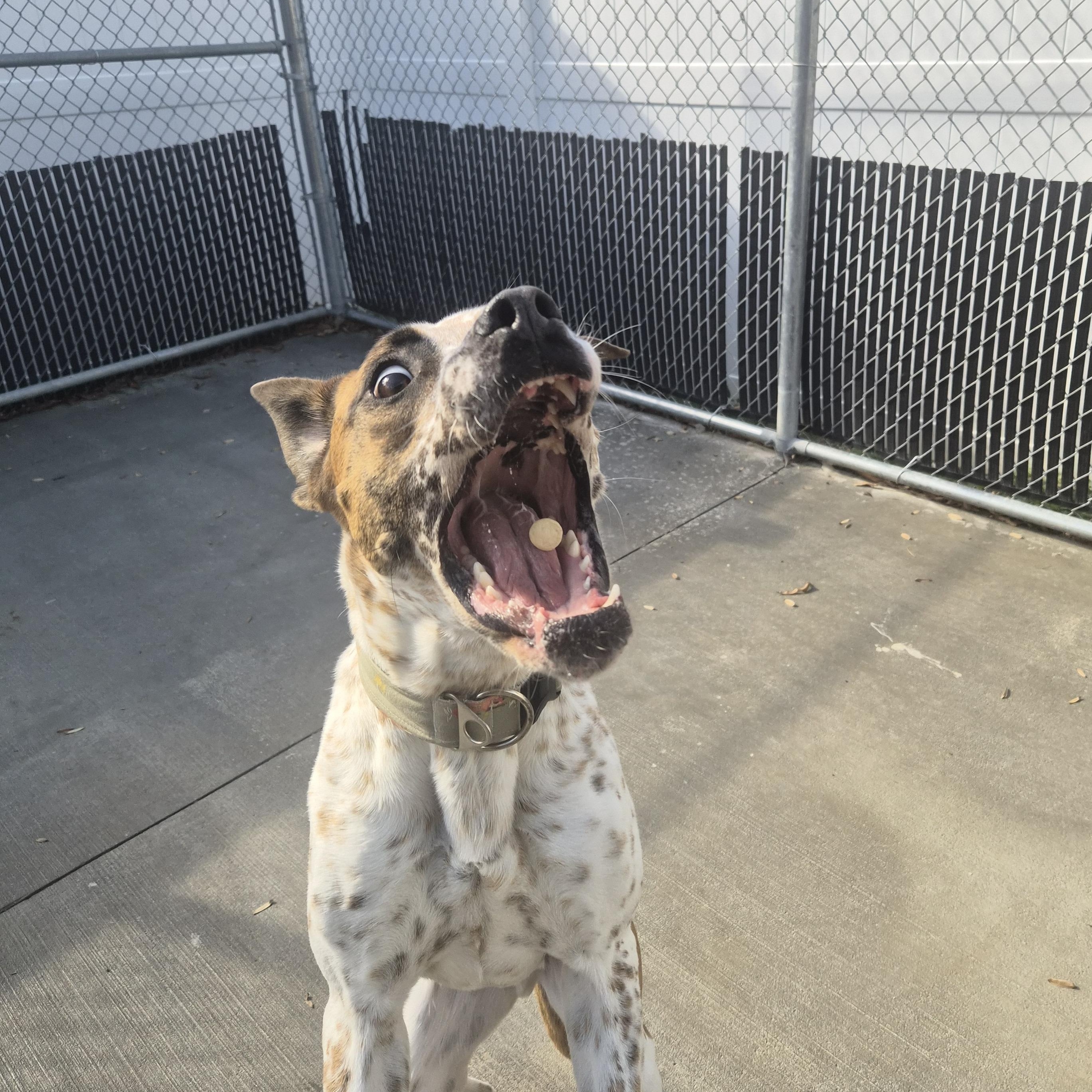 Enlarge Max, a Adoptable mixed breed in Cornelius, NC image 3/6