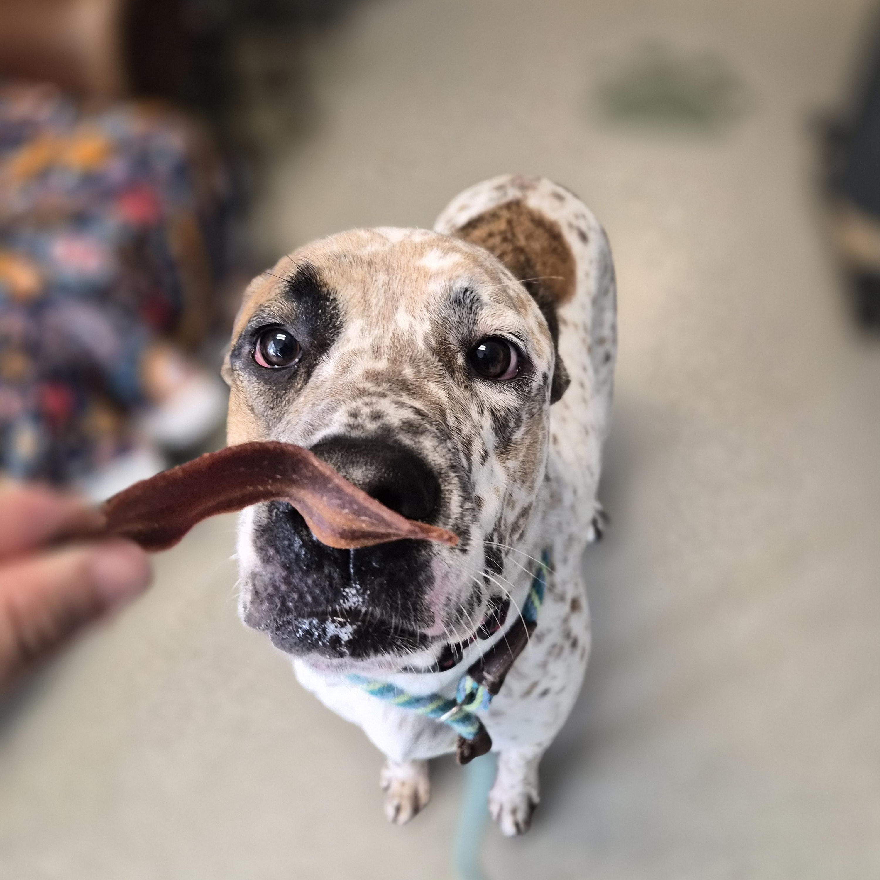 Enlarge Max, a Adoptable mixed breed in Cornelius, NC image 4/6