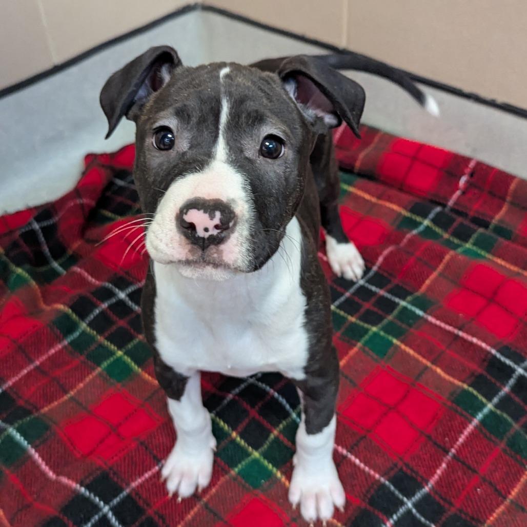 Linus, adoptable, Puppy Male Mixed Breed.