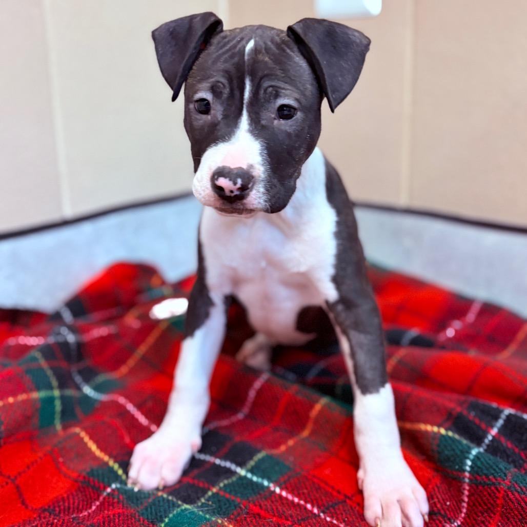 Linus, an adoptable Mixed Breed in Fenton, MI image 2/3