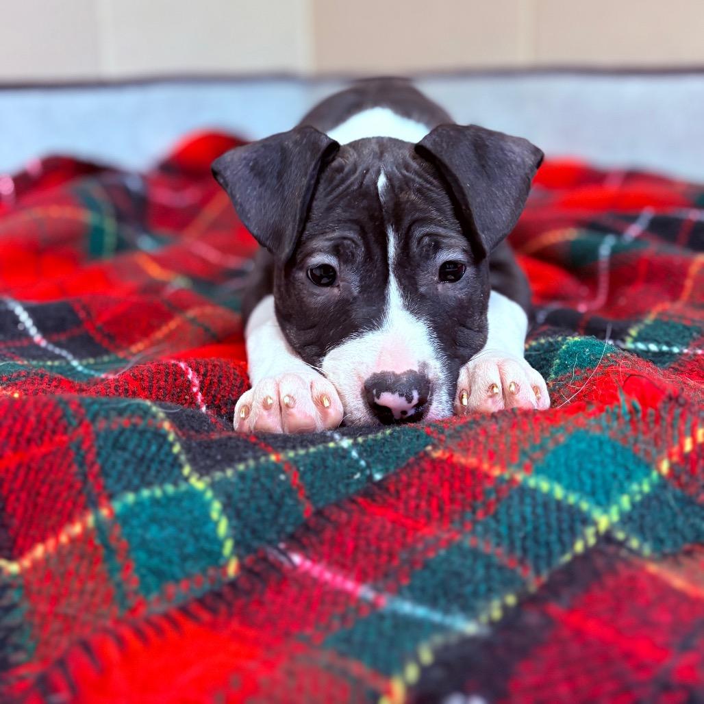 Linus, an adoptable Mixed Breed in Fenton, MI image 3/3