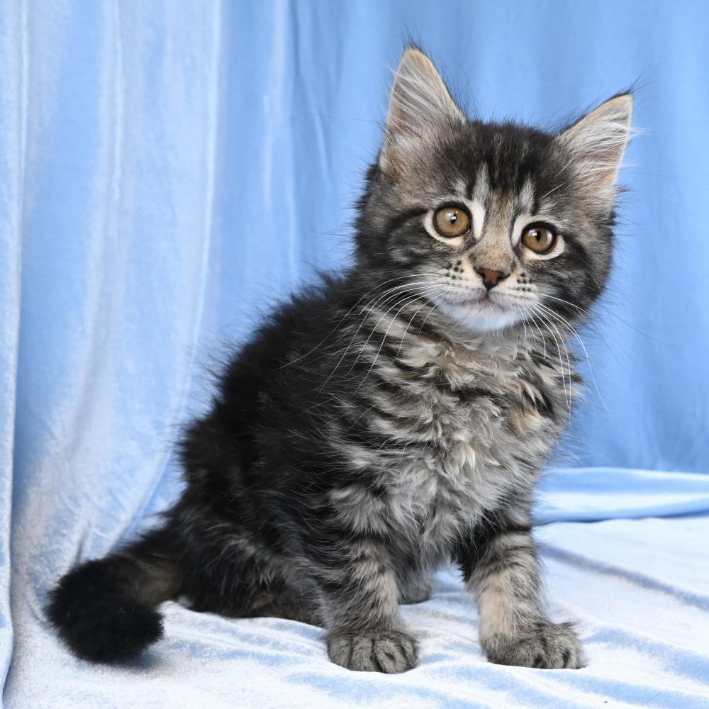 Llewellyn, a Adoptable Domestic Long Hair in Mobile, AL image 1/6