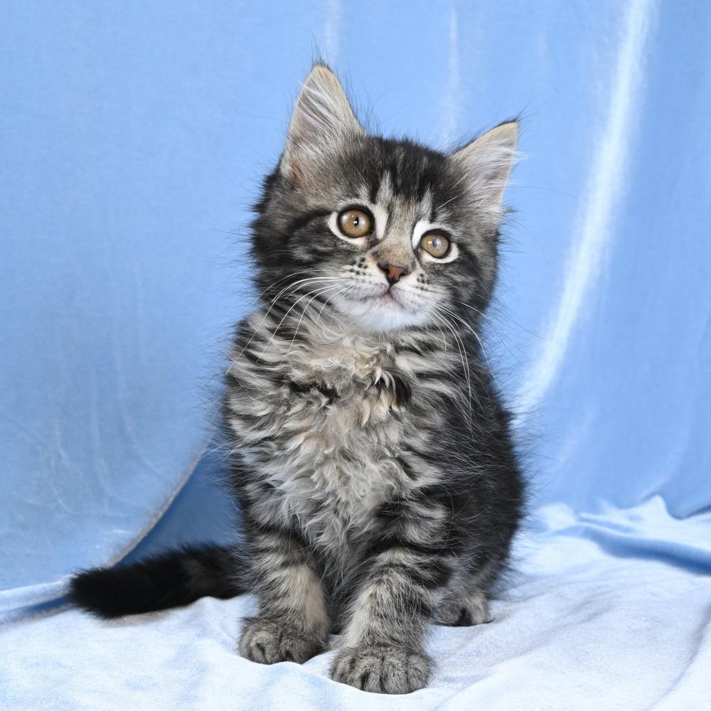 Llewellyn, a Adoptable Domestic Long Hair in Mobile, AL image 2/6