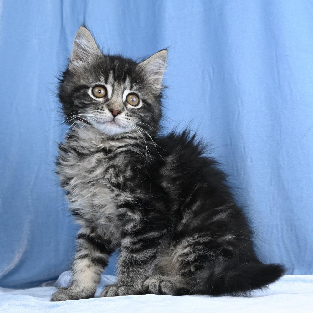Llewellyn, a Adoptable Domestic Long Hair in Mobile, AL image 3/6