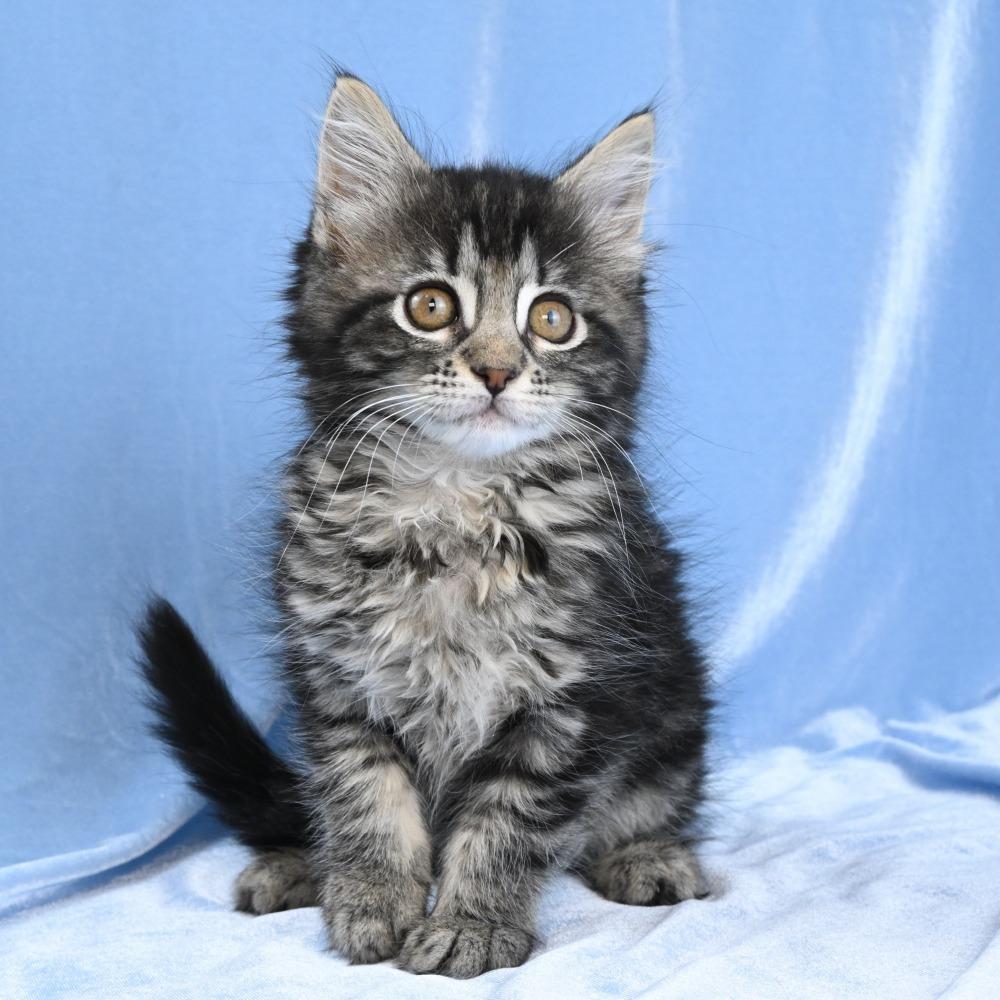 Llewellyn, a Adoptable Domestic Long Hair in Mobile, AL image 4/6