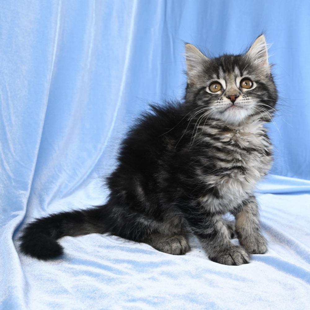 Llewellyn, a Adoptable Domestic Long Hair in Mobile, AL image 5/6