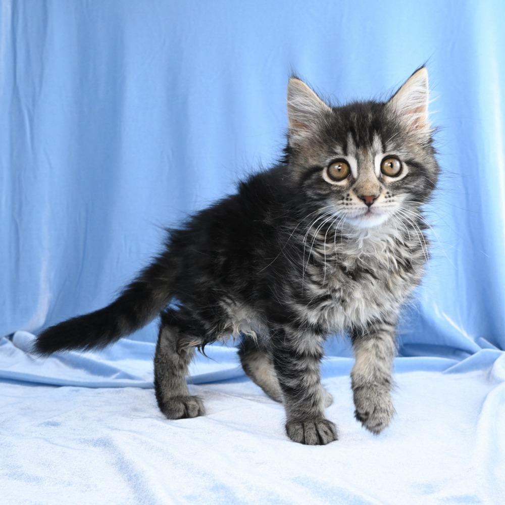 Llewellyn, a Adoptable Domestic Long Hair in Mobile, AL image 6/6