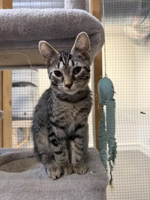 Enlarge Tate, a ADOPTABLE Domestic Short Hair in Chisholm, MN image 1/1