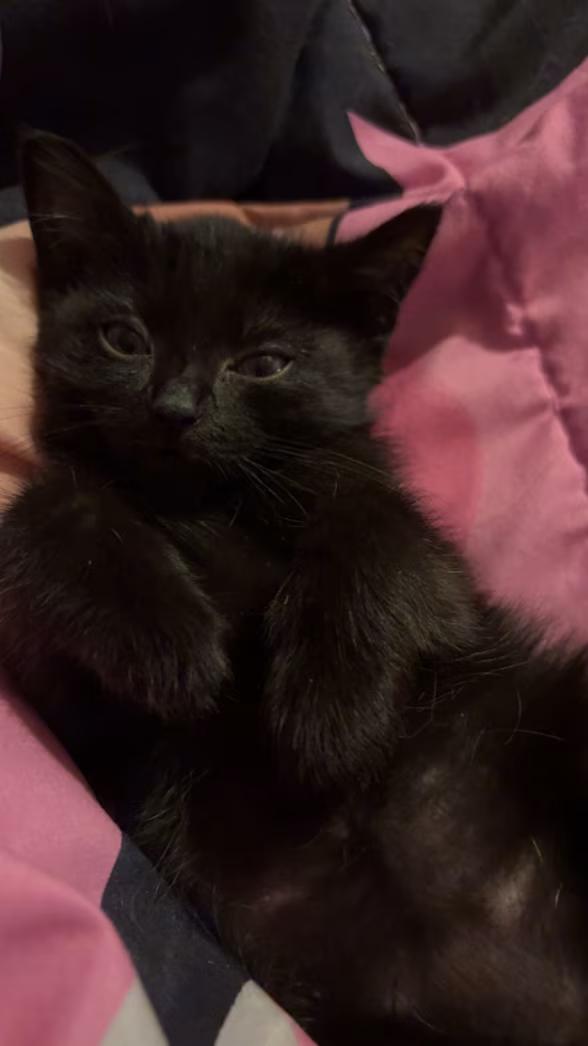 Goose, a ADOPTABLE Domestic Short Hair in Greensboro, NC image 3/4