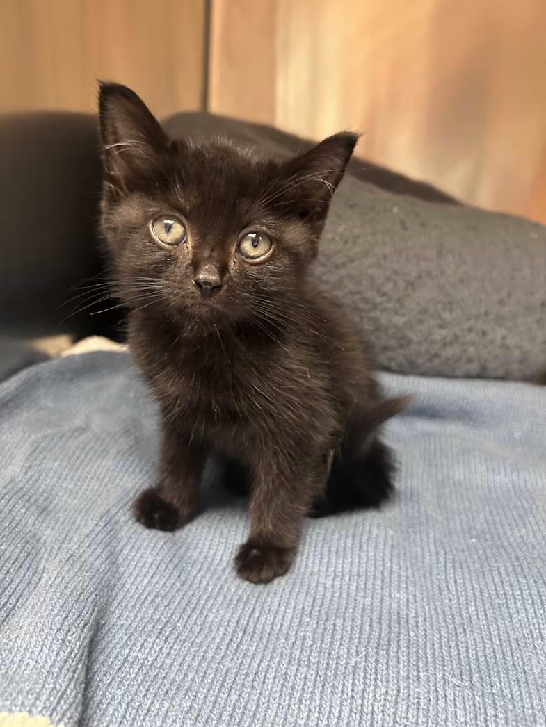 Goose, ADOPTABLE, Kitten Male Domestic Short Hair.