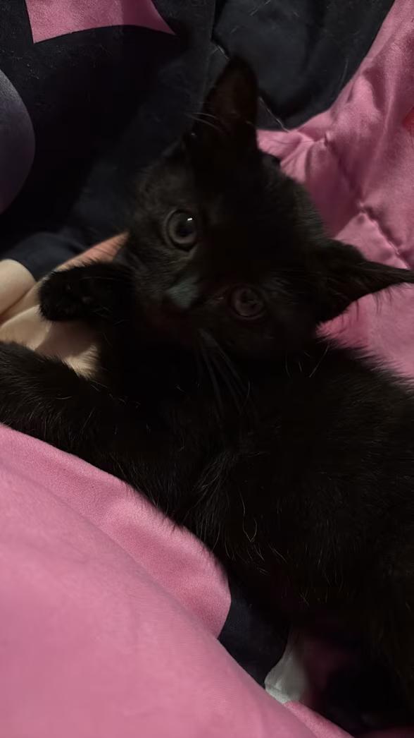 Goose, a ADOPTABLE Domestic Short Hair in Greensboro, NC image 4/4