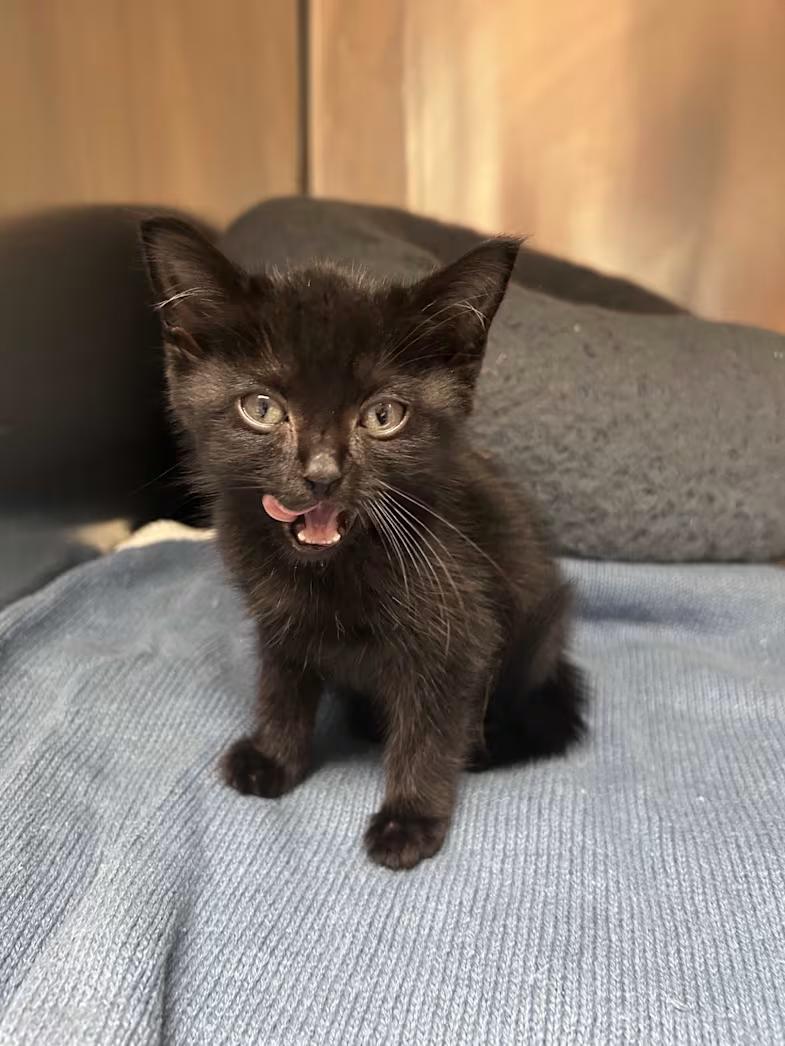 Goose, a ADOPTABLE Domestic Short Hair in Greensboro, NC image 2/4