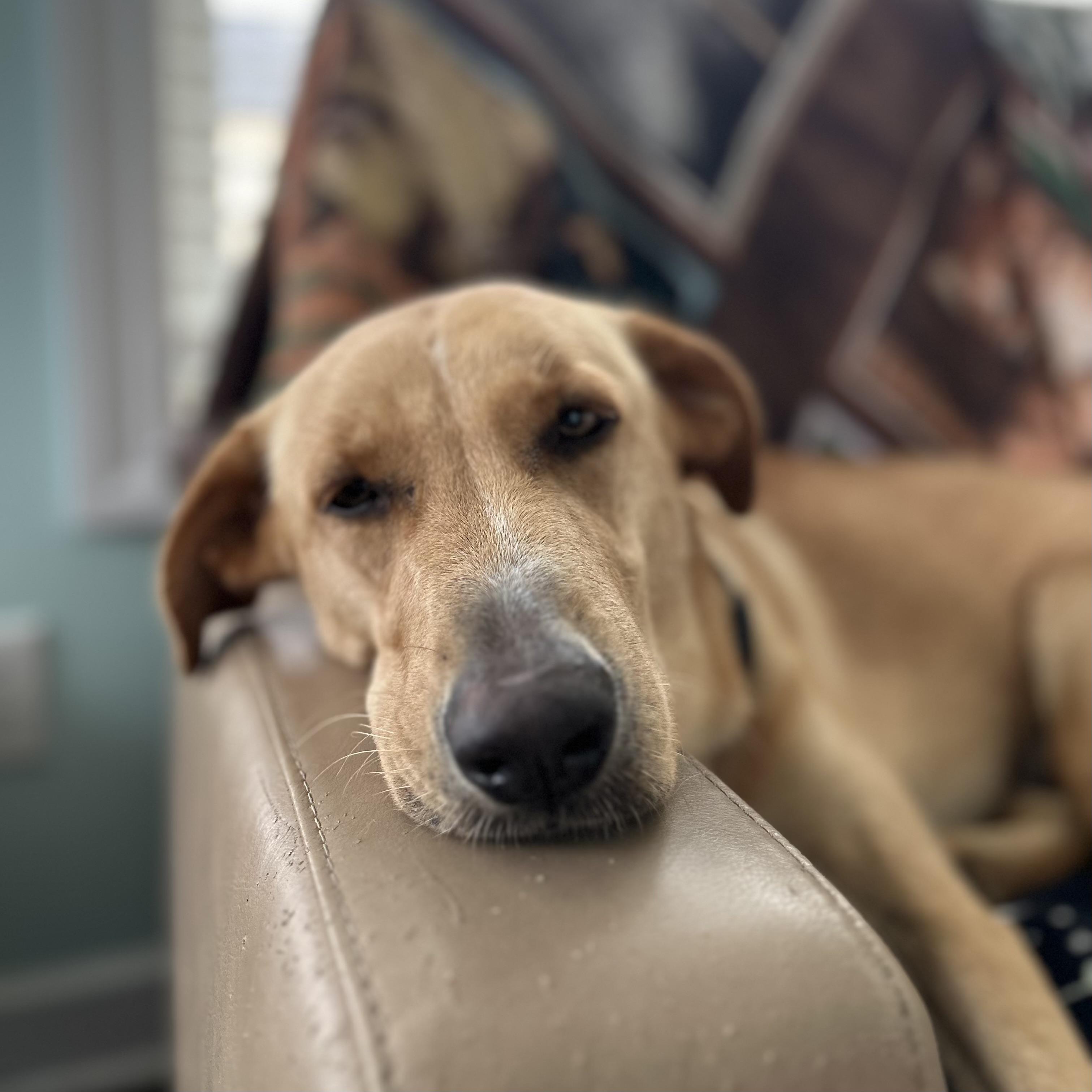 Dragonfly — thumbnail 2