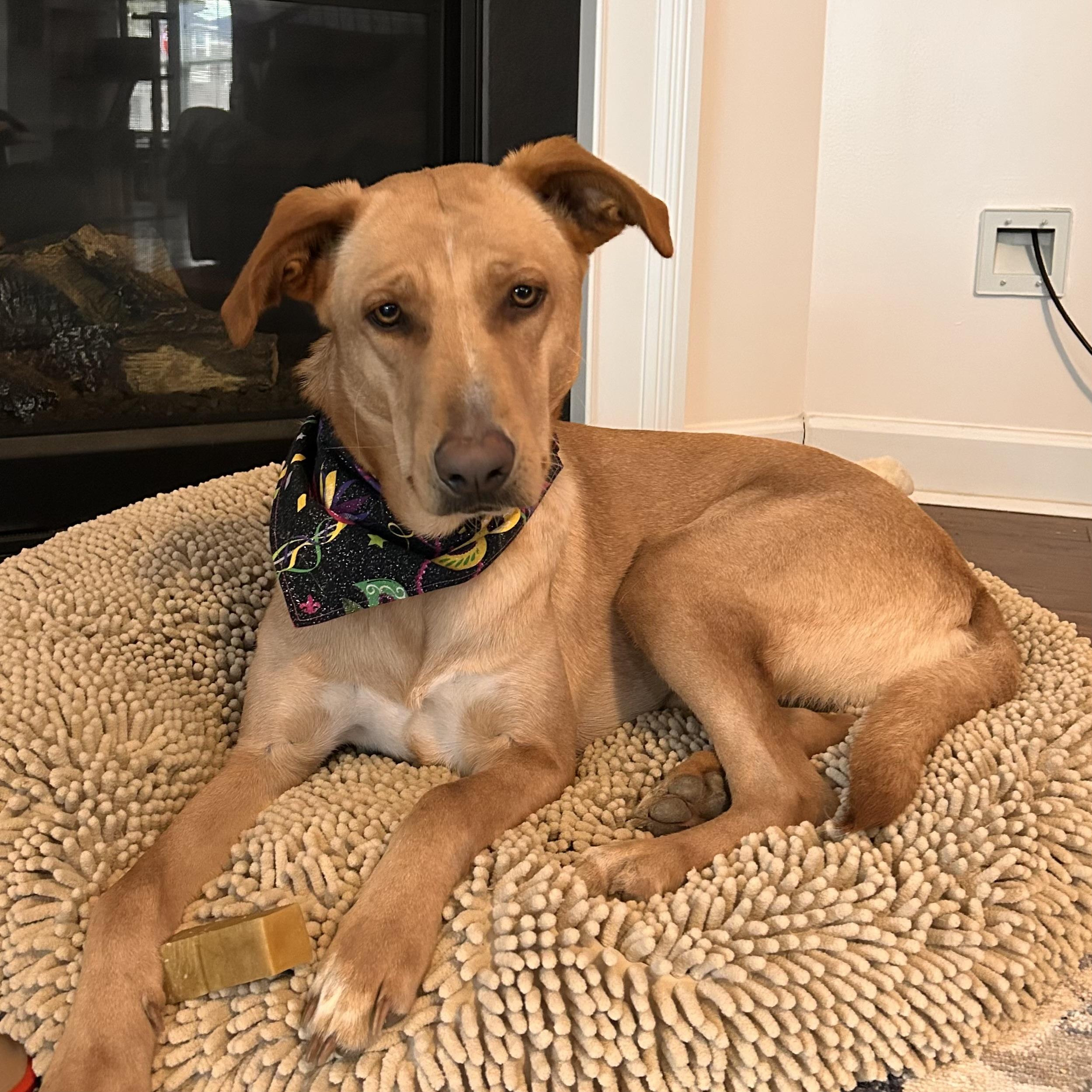 Dragonfly — thumbnail 5