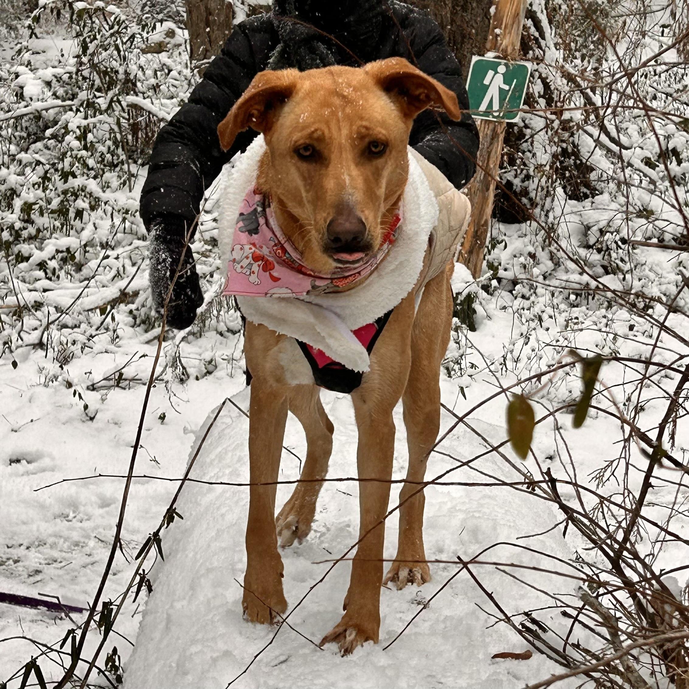 Dragonfly — thumbnail 6