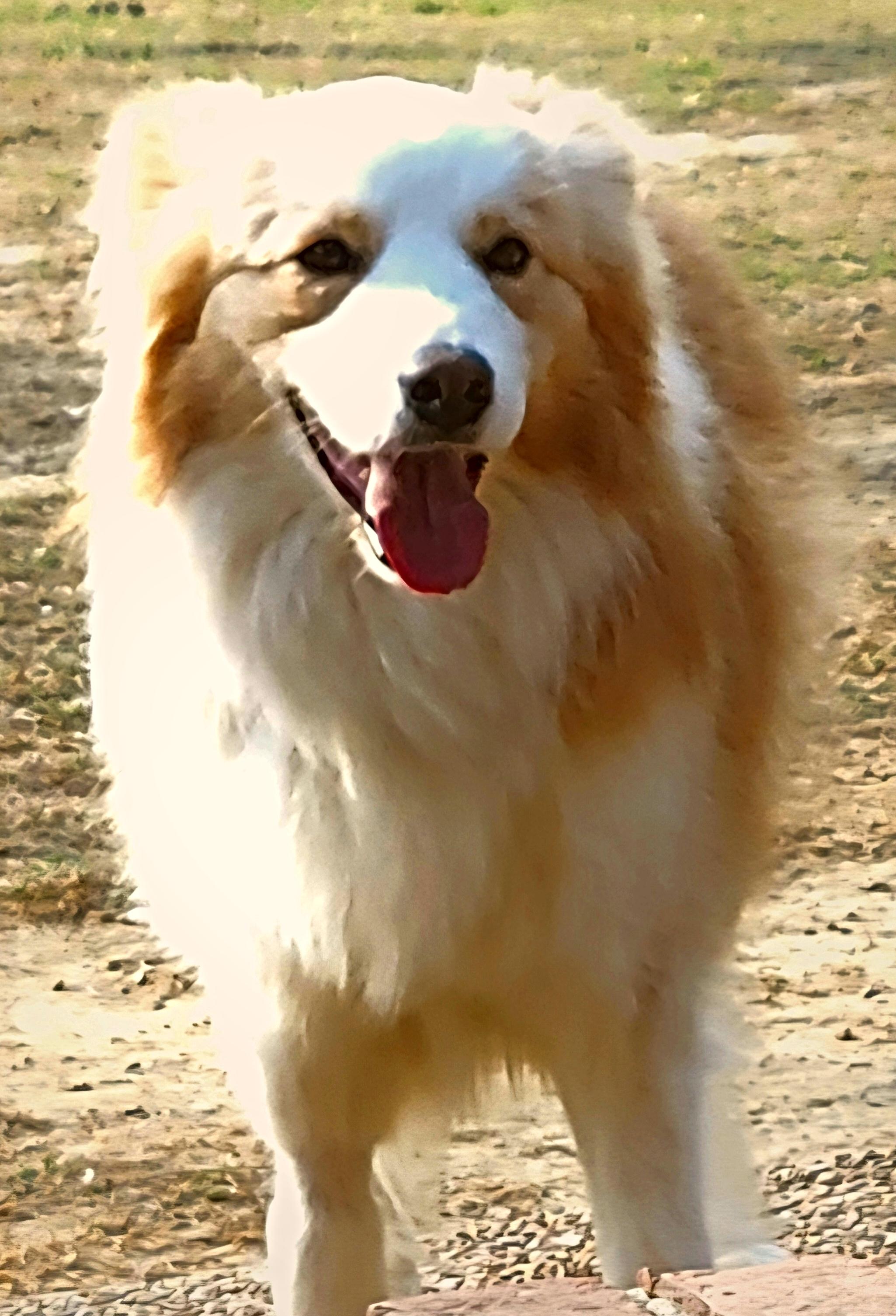 Enlarge Raz, a Adoptable Border Collie in Cordova, TN image 2/5
