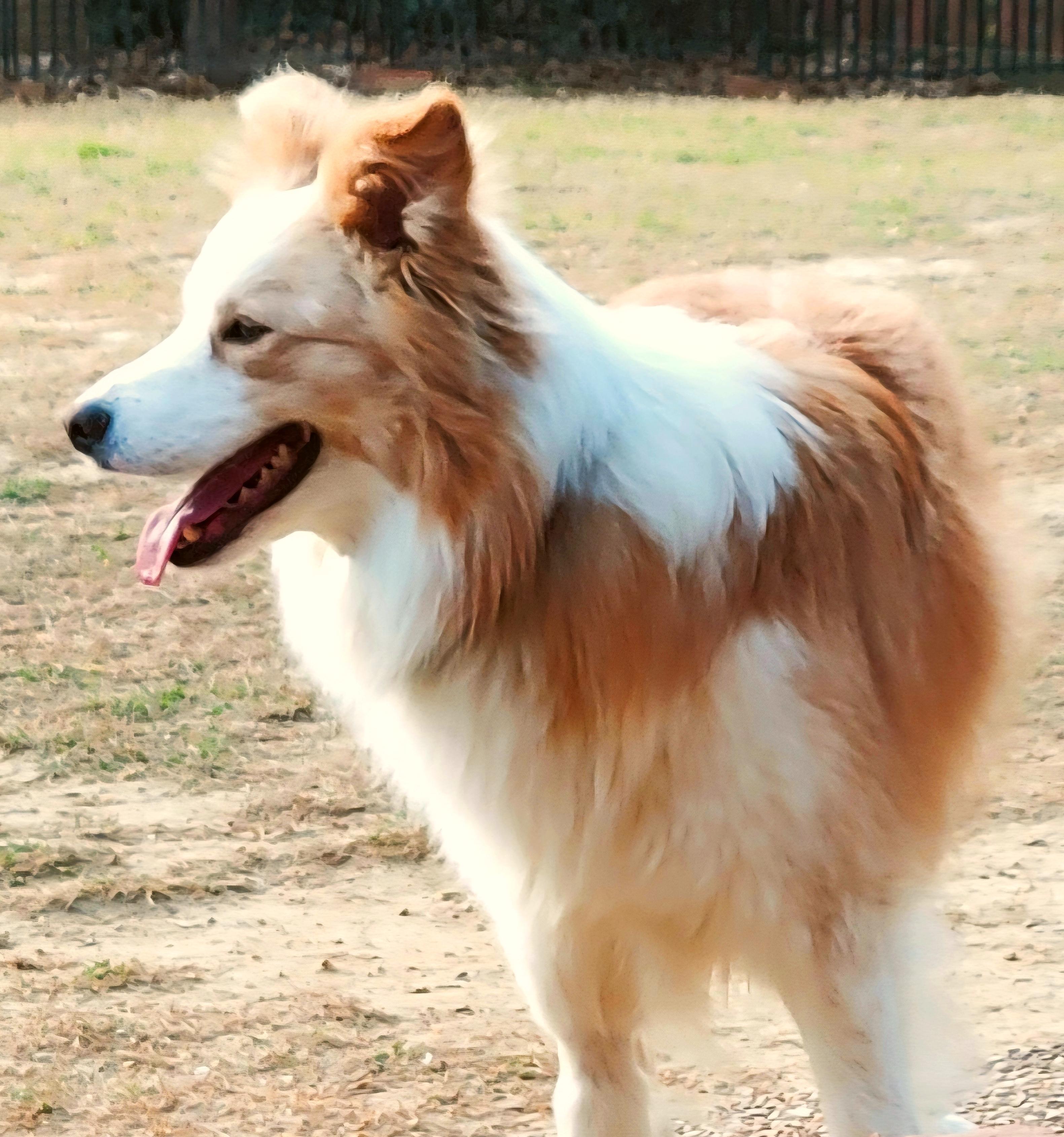 Raz, Adoptable, Young Male Border Collie.