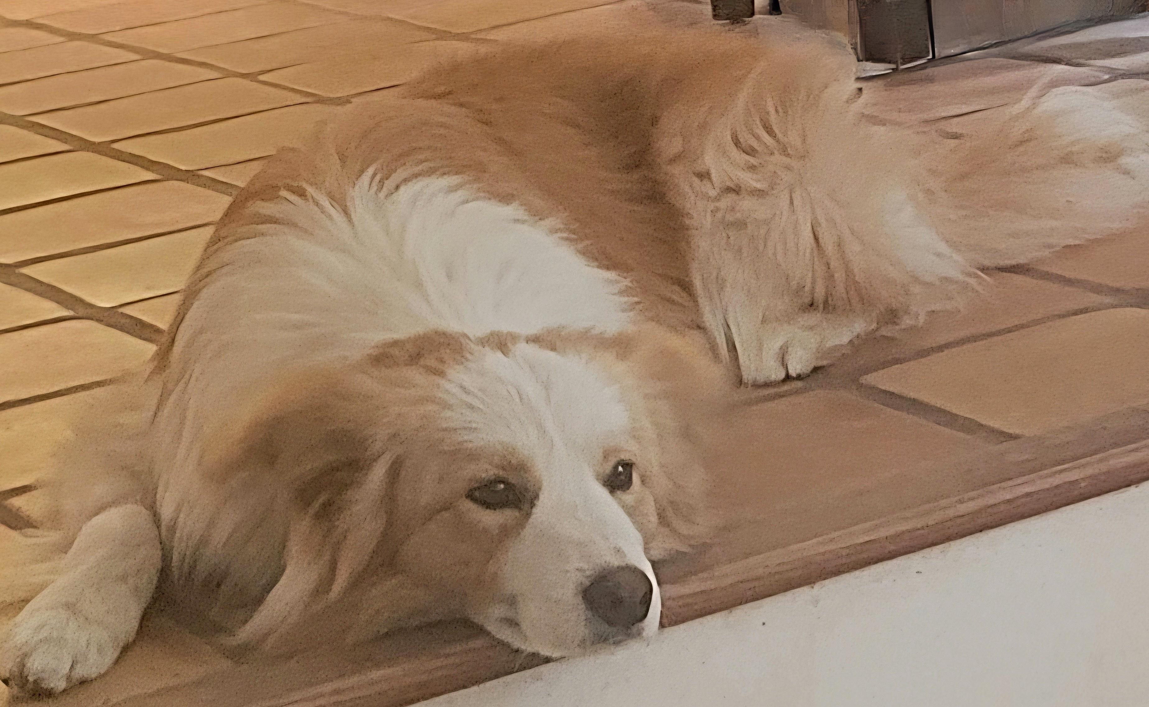 Enlarge Raz, a Adoptable Border Collie in Cordova, TN image 4/5