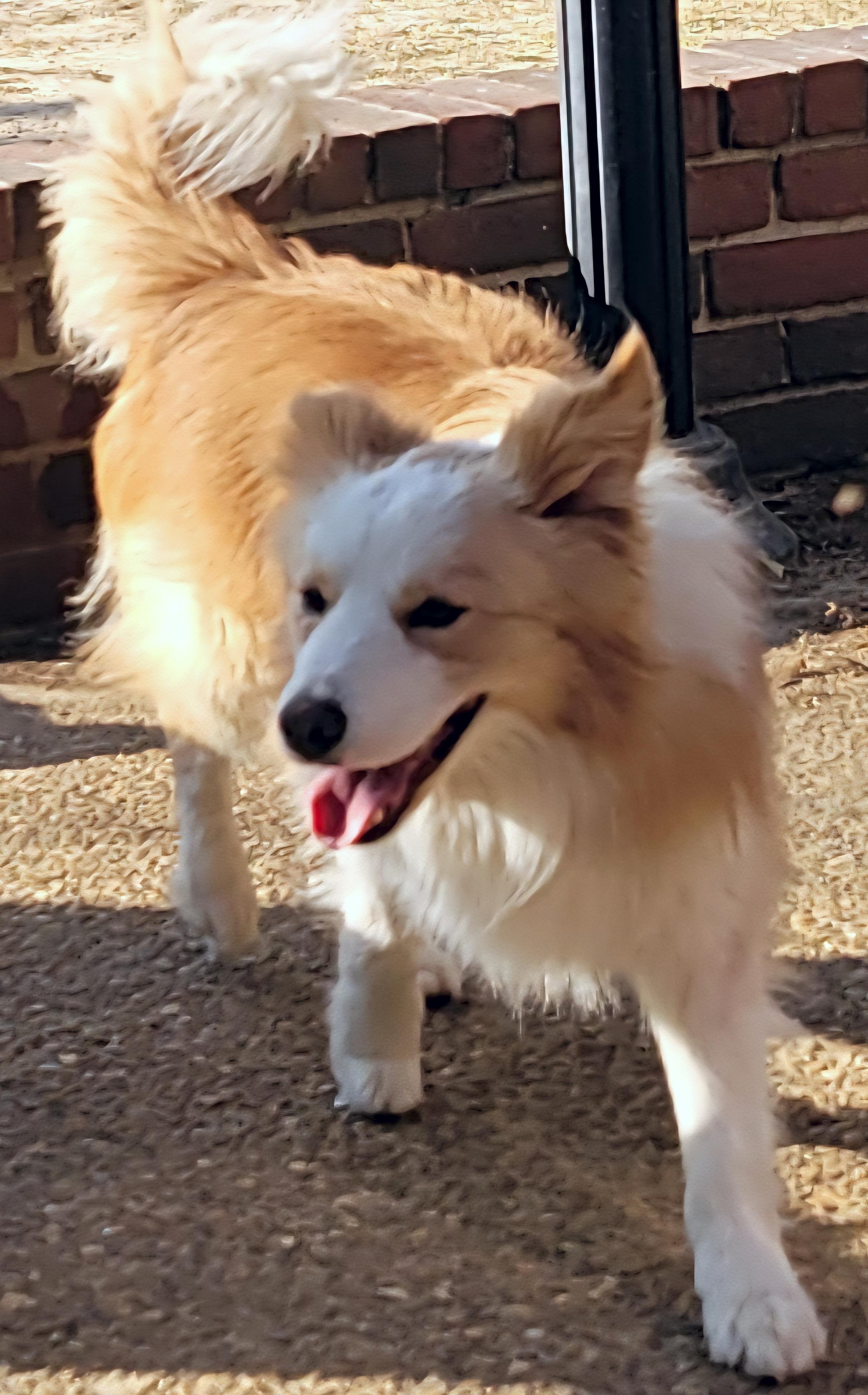 Enlarge Raz, a Adoptable Border Collie in Cordova, TN image 3/5