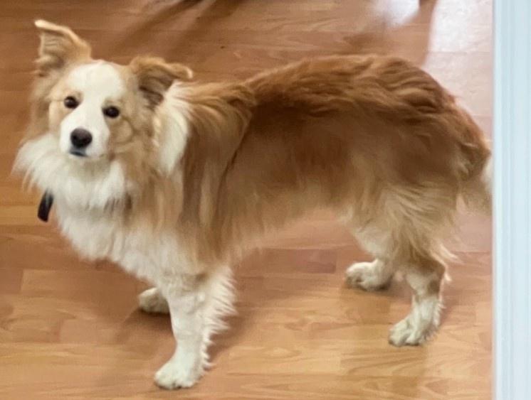 Enlarge Raz, a Adoptable Border Collie in Cordova, TN image 5/5