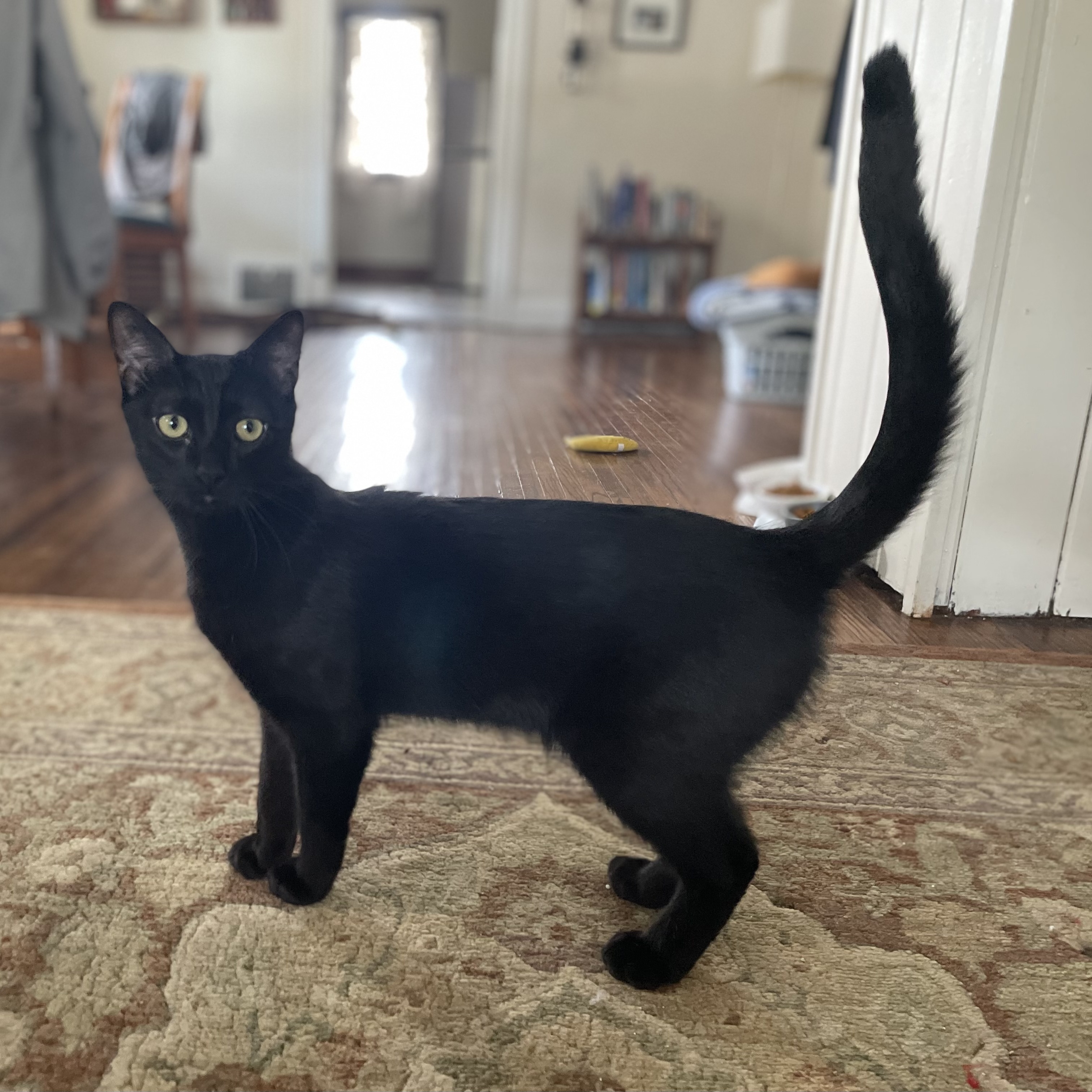 Theodore, Adoptable, Young Male Domestic Short Hair.