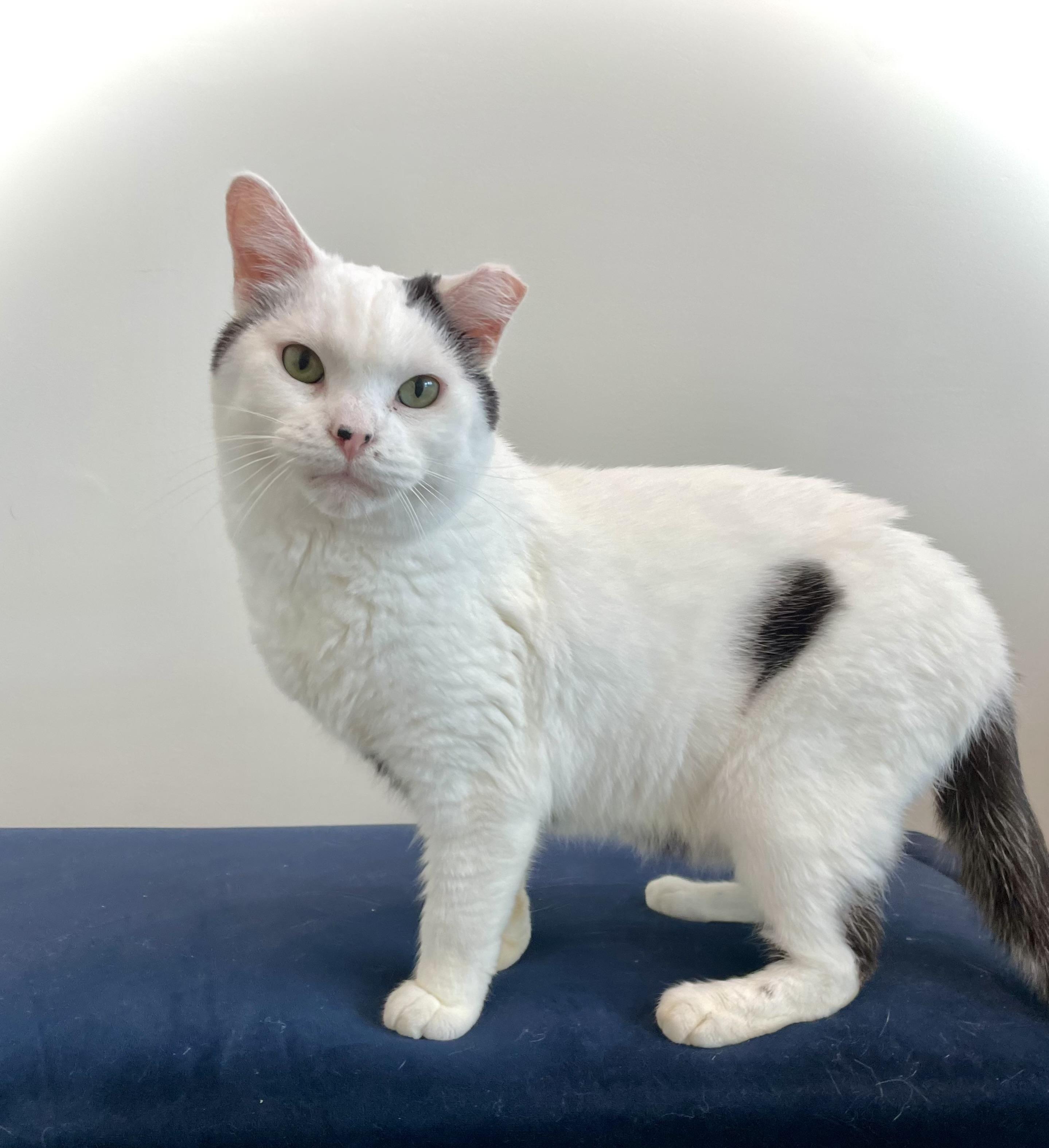 Wonkey, Adoptable, Adult Male Domestic Short Hair.