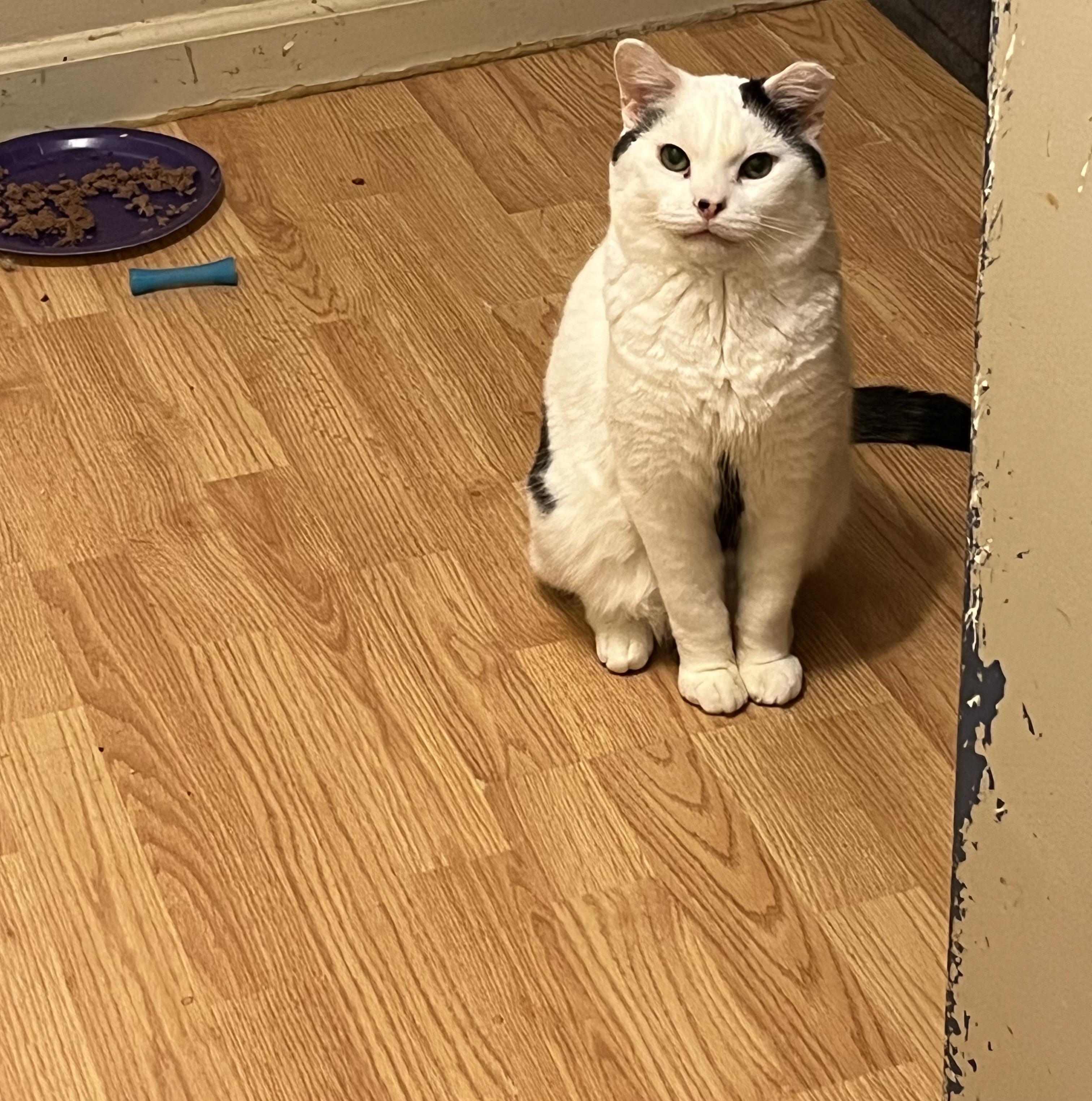 Enlarge Wonkey, a Adoptable Domestic Short Hair in Battle Ground, IN image 3/4