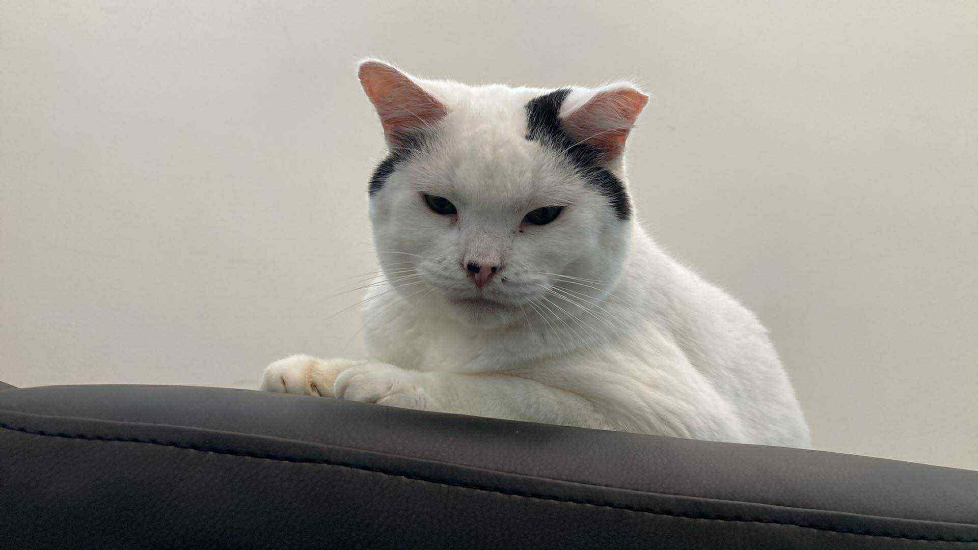 Enlarge Wonkey, a Adoptable Domestic Short Hair in Battle Ground, IN image 2/4