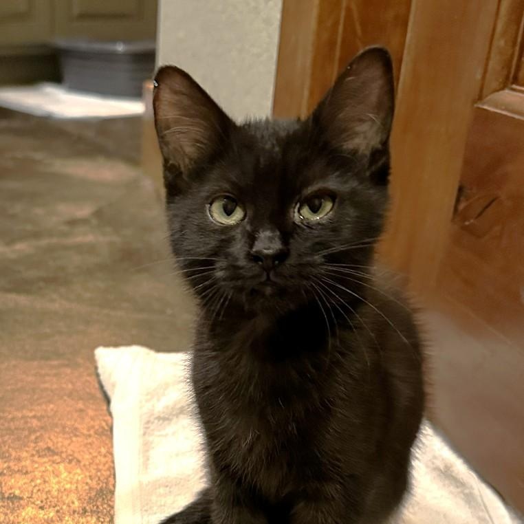 Enlarge Callie Brackeen, a Adoptable mixed breed in Denver, CO image 3/5