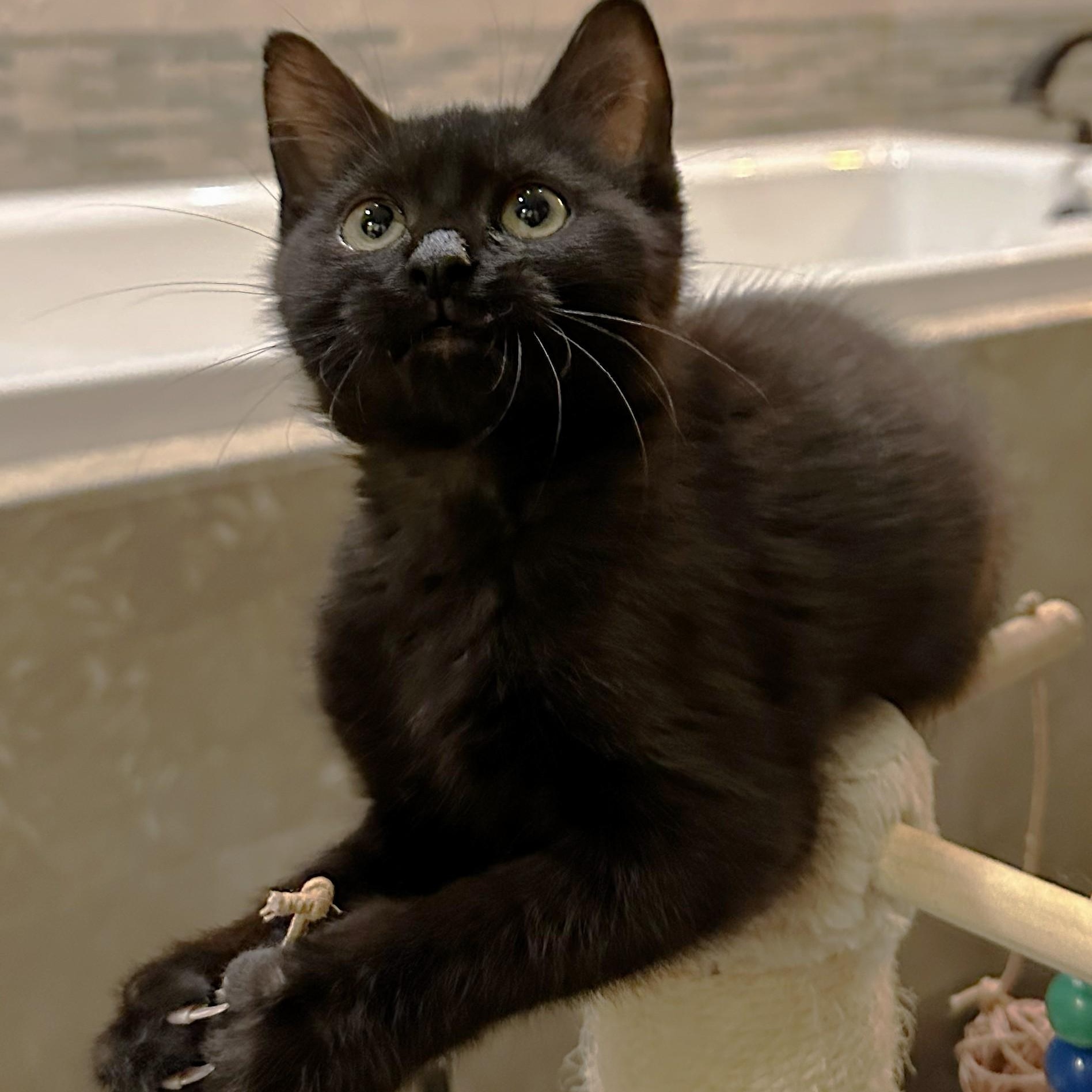 Enlarge Callie Brackeen, a Adoptable mixed breed in Denver, CO image 5/5