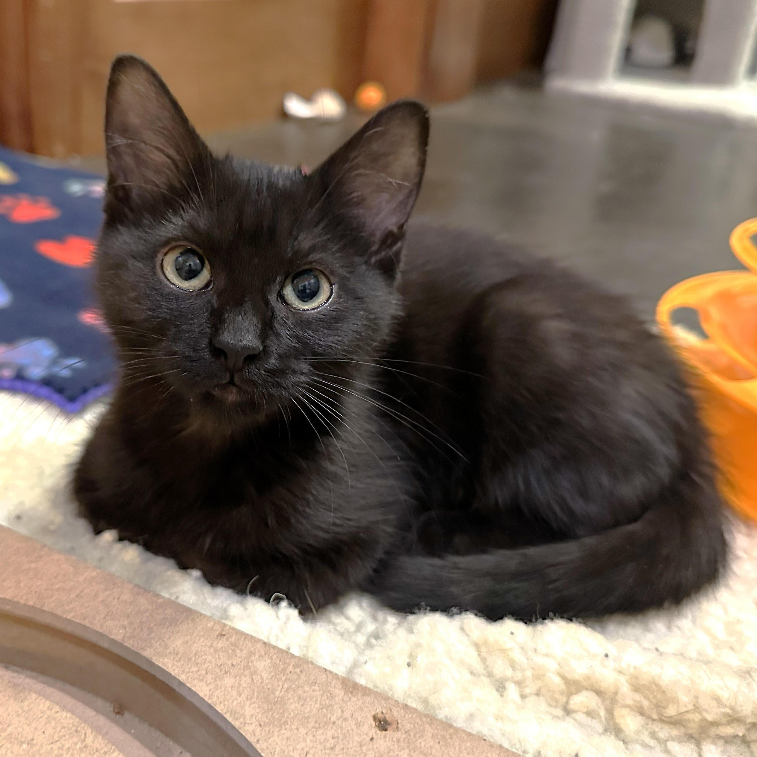 Callie Brackeen, Adoptable, Kitten Female Domestic Short Hair.