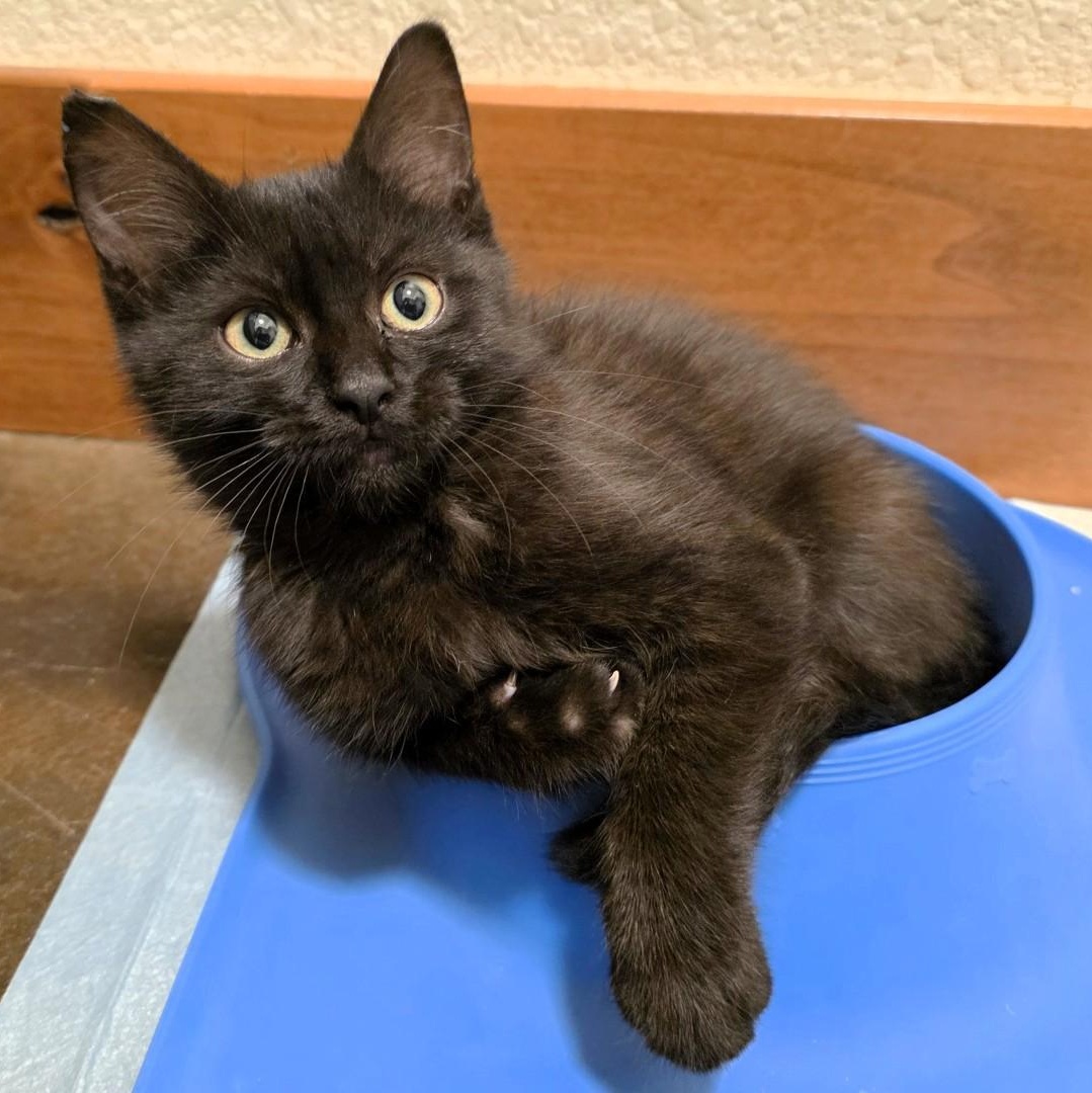 Enlarge Callie Brackeen, a Adoptable mixed breed in Denver, CO image 2/5