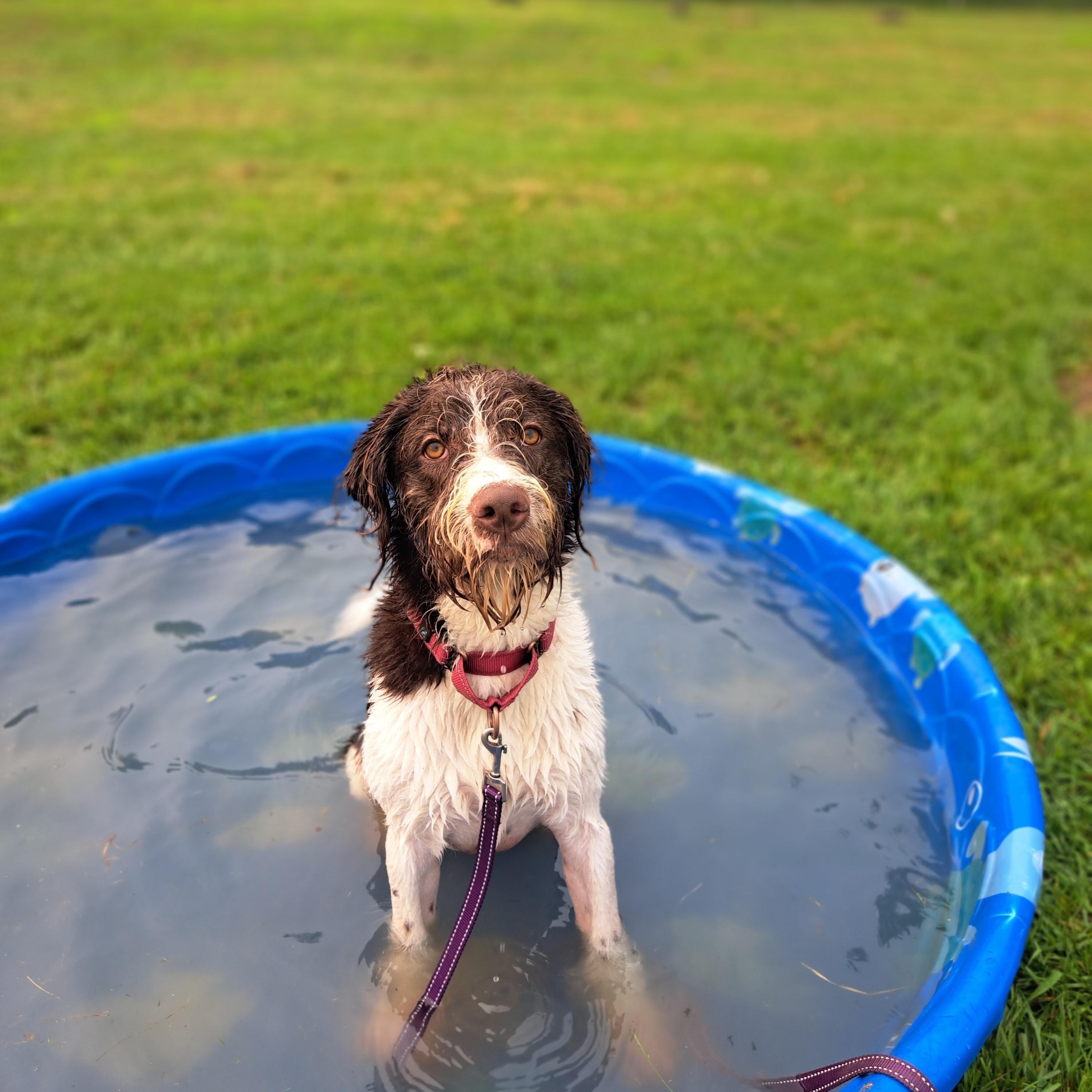 shrek, adopted, Adult Male German Wirehaired Pointer.