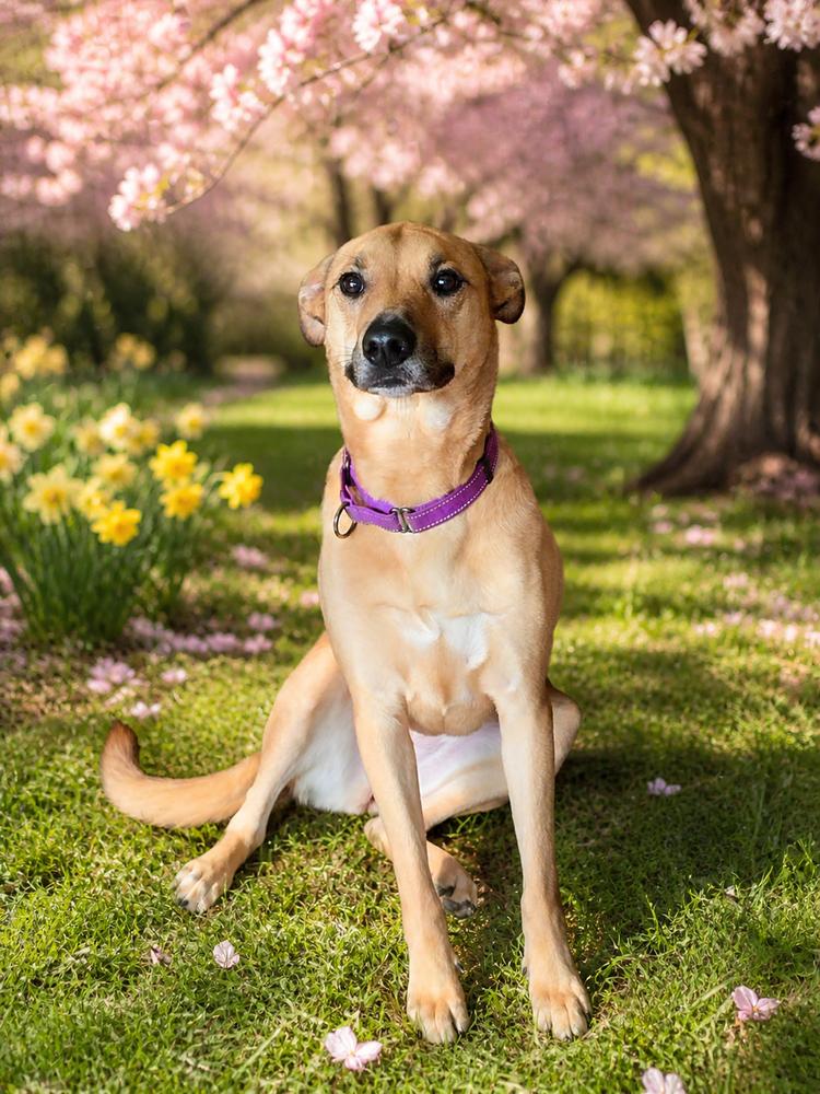 Enlarge Claire Bear, a Adoptable mixed breed in Oakland, MI image 2/6